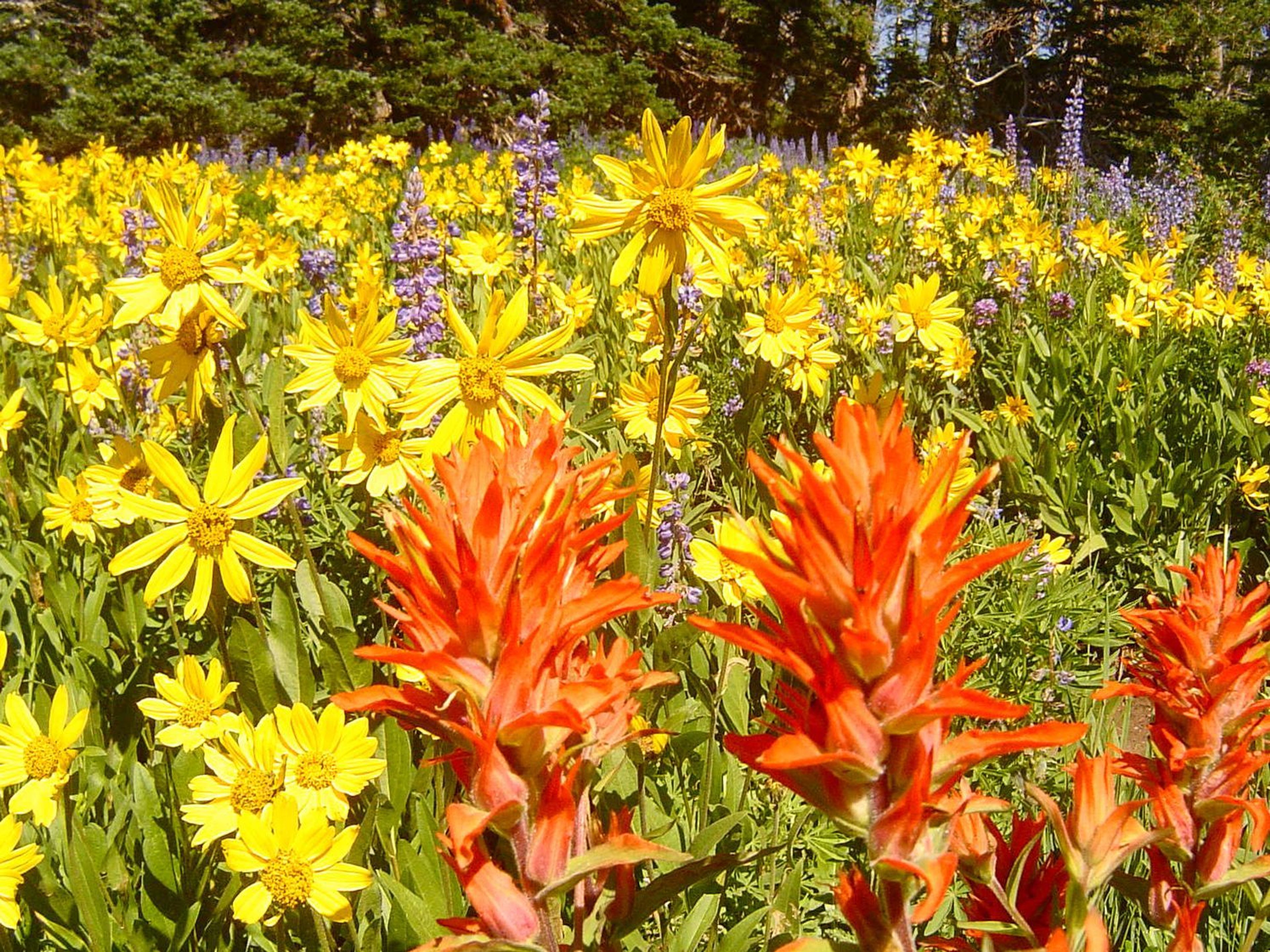 Cedar Breaks is famous for wildflowers blooming throughout the summer!