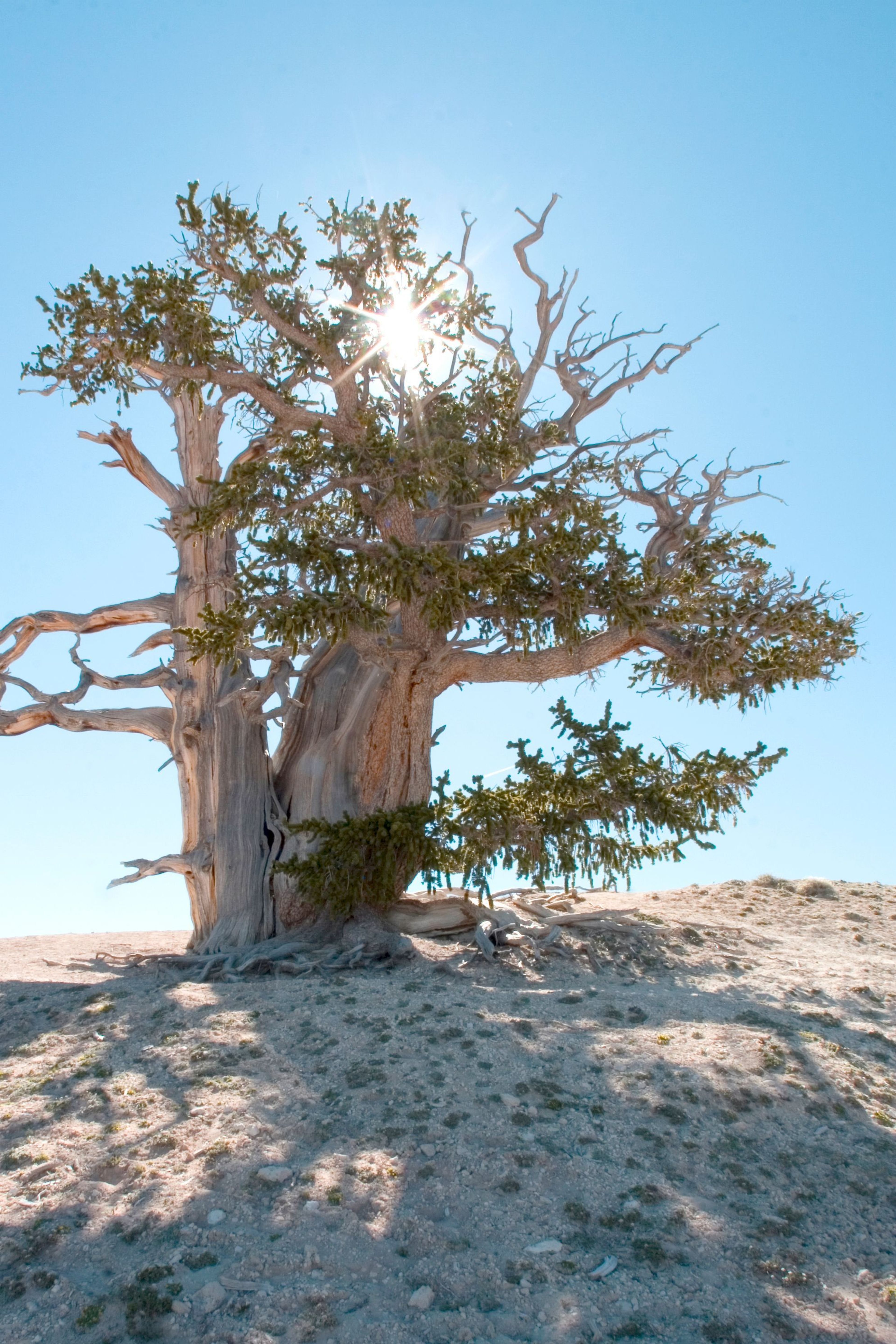 Ancient Bristle-cone pines grow along the rim at Cedar Breaks National Monument.