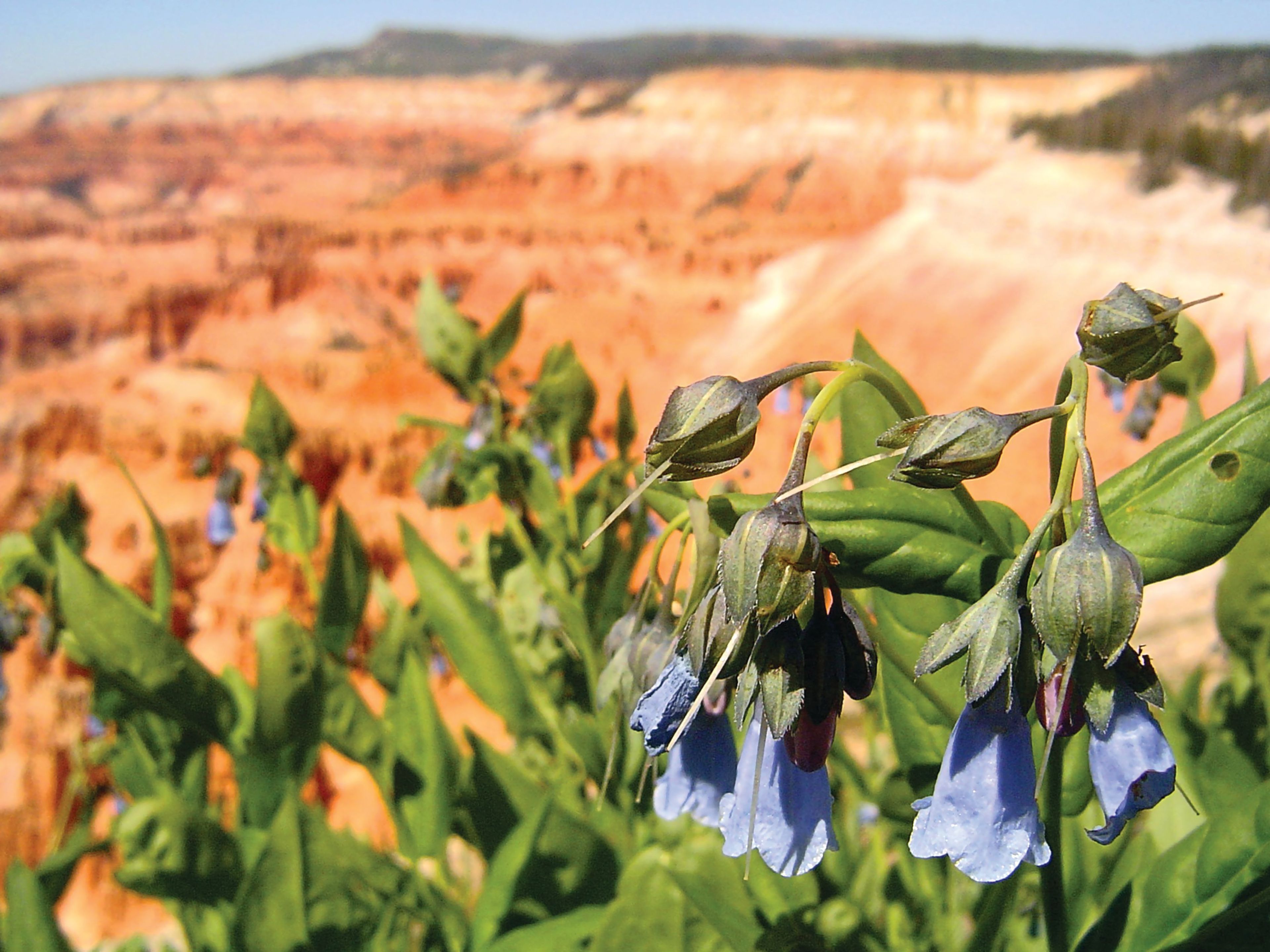 Bluebell flowers growing on the rim.