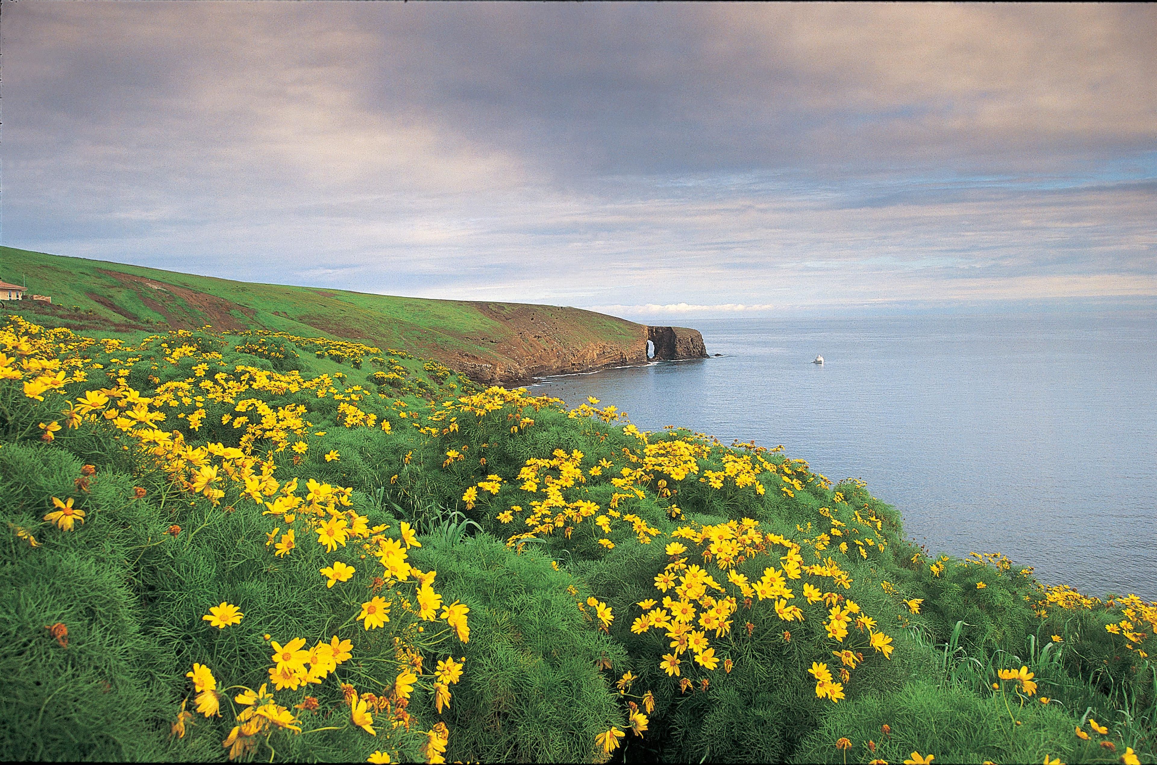 Arch Point, Santa Barbara Island: With winter rains, the coreopsis emerges from summer's dormancy with light green foliage and bright yellow daisy-like flowers