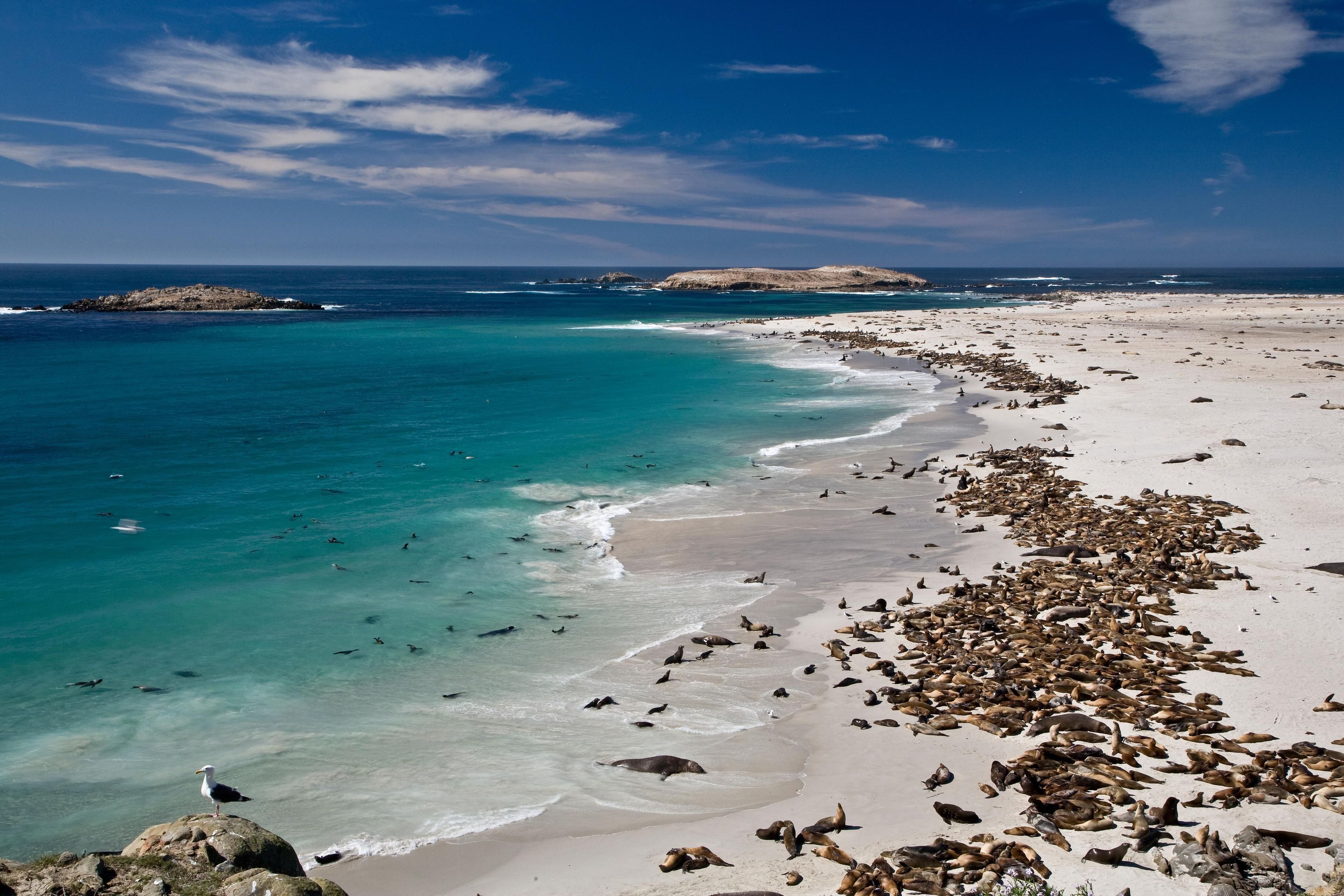 Point Bennet, San Miguel Island: One of the greatest concentrations of wildlife in the world occurs on San Miguel with over 100,000 pinnipeds gathering to breed, pup, and rest.