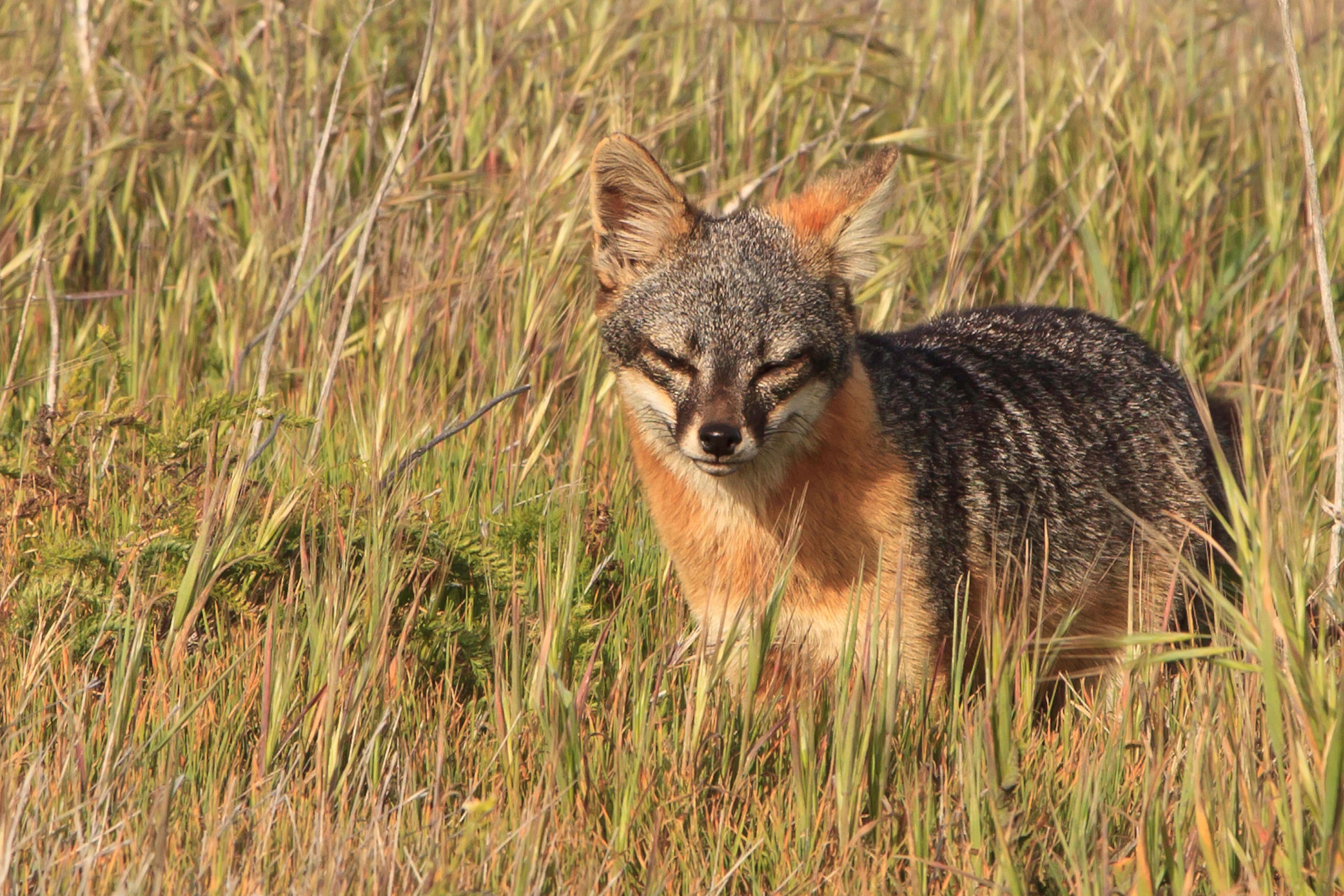 Island Fox, Santa Cruz Island: Thousands of years of isolation in a unique island environment has resulted in the development of the endemic island fox, a dwarf form of the mainland gray fox.