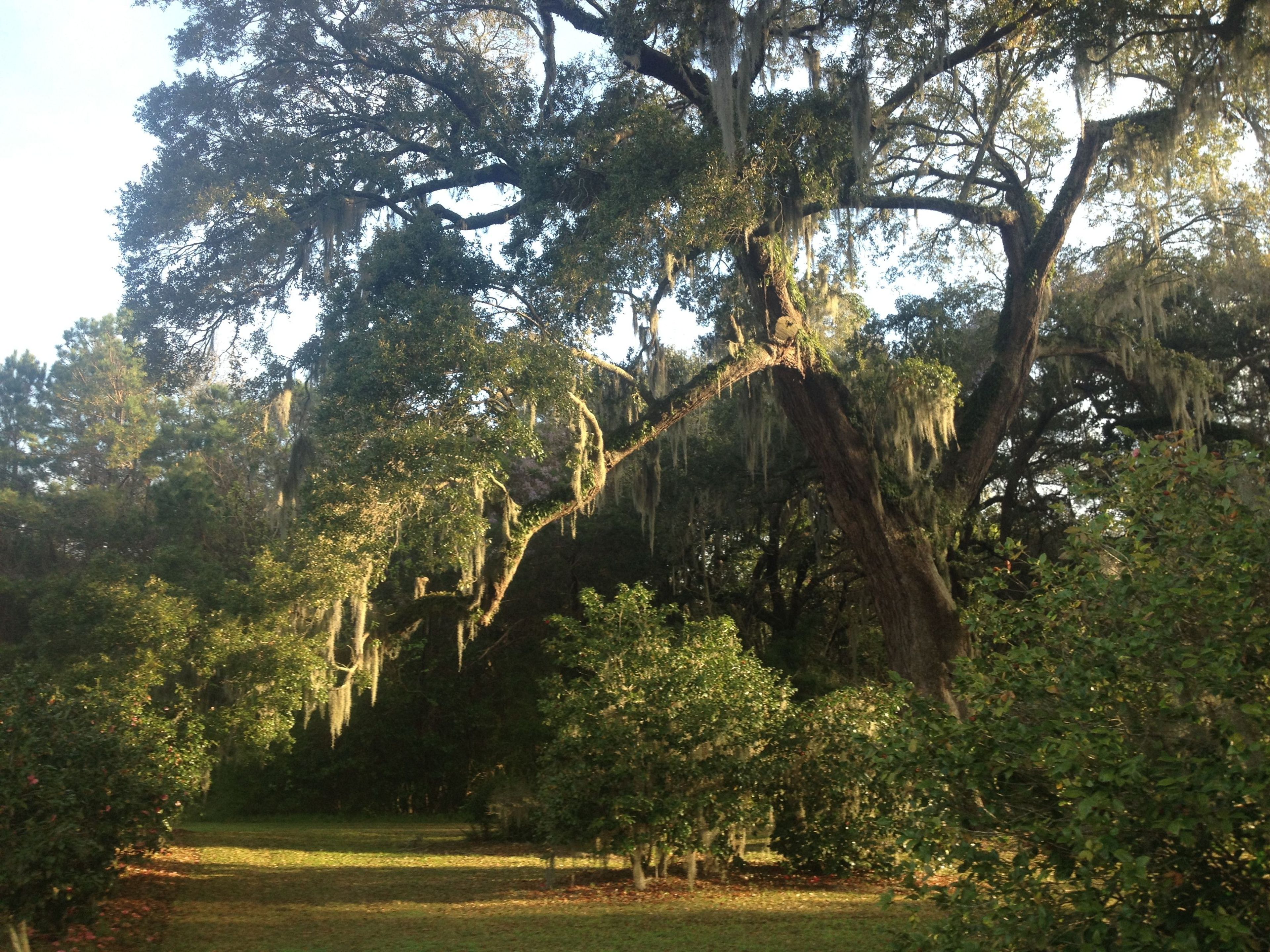 Spanish Moss drape Live Oak in the early morning sun.