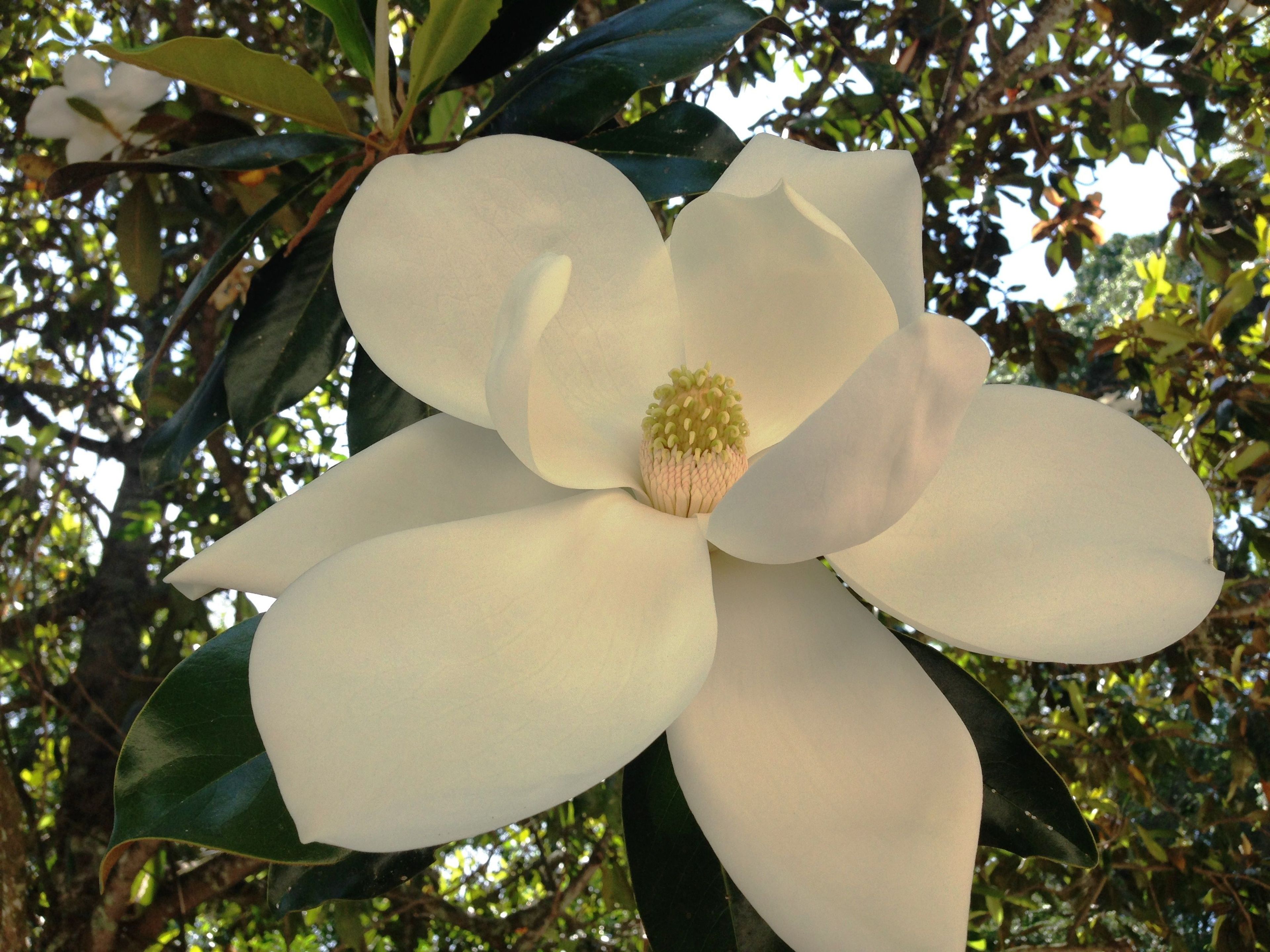 Flowering plants, like this Southern Magnolia, are remnant of historic ornamental gardens once enjoyed by former farm owners and still marveled over by modern visitors.