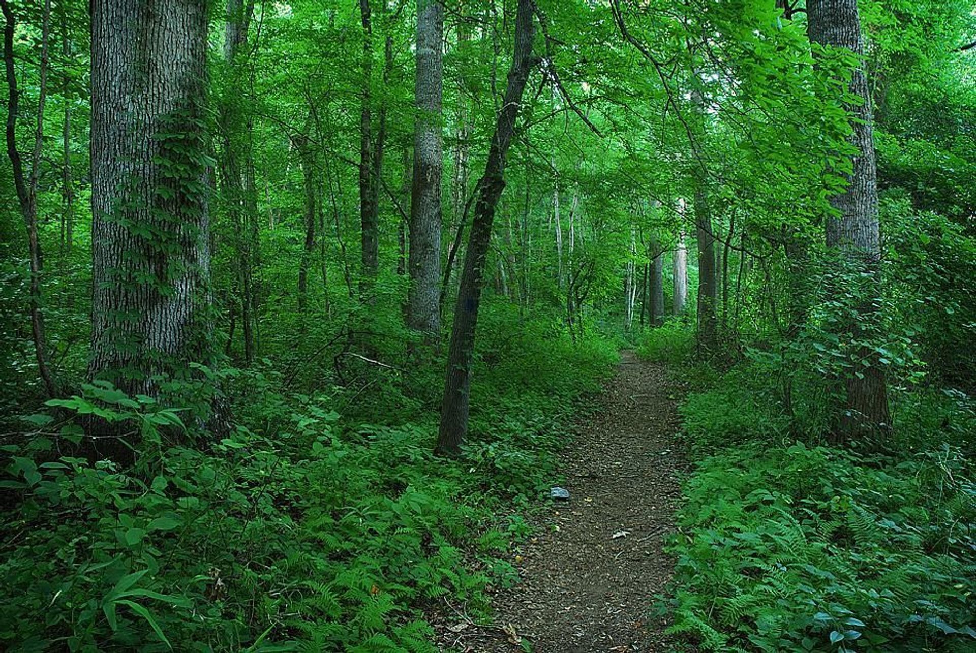 Trails along the Chattahoochee River are calling you to visit.