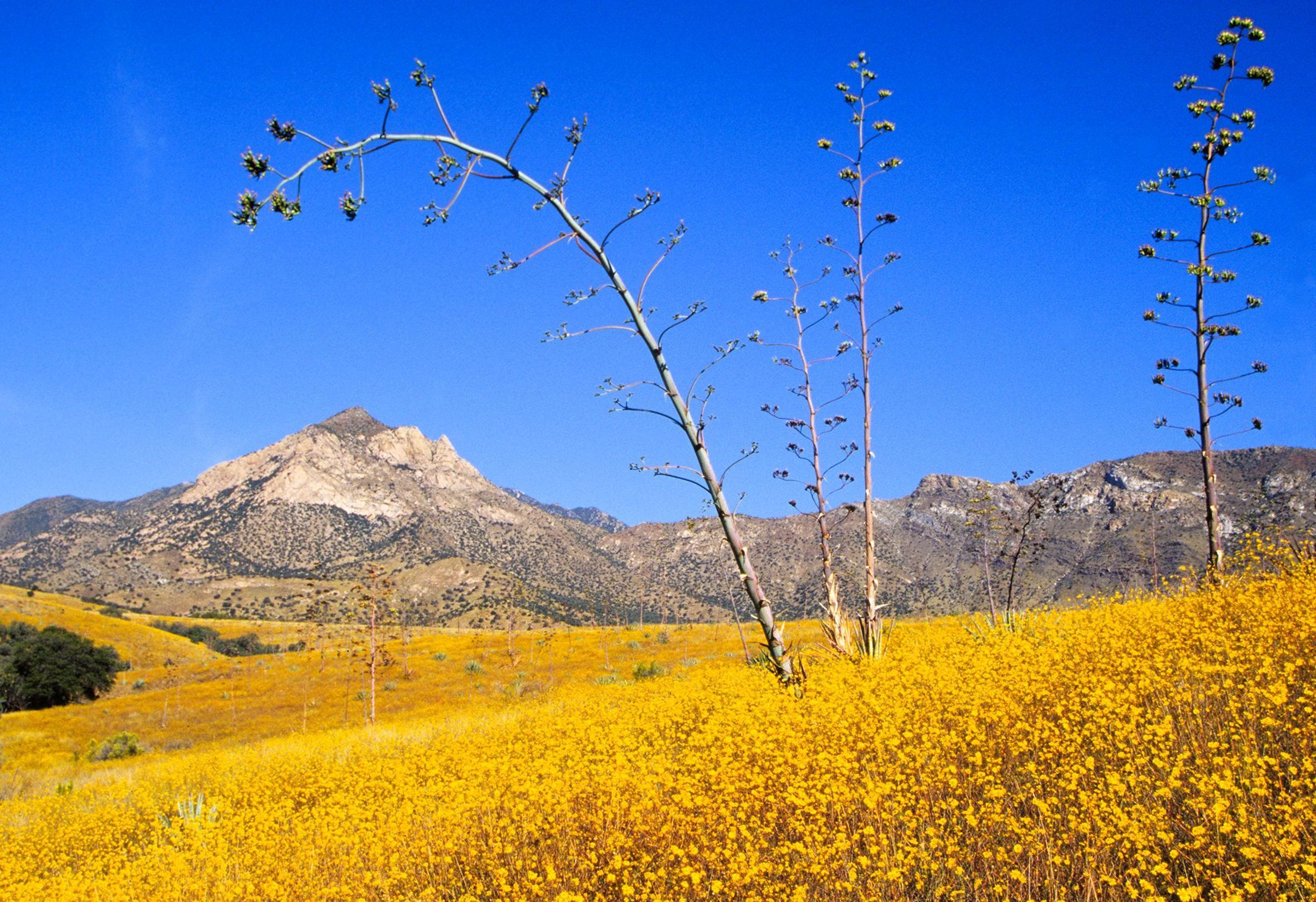 A field of wildflowers blooms in the grasslands, one of the many life zones in the park