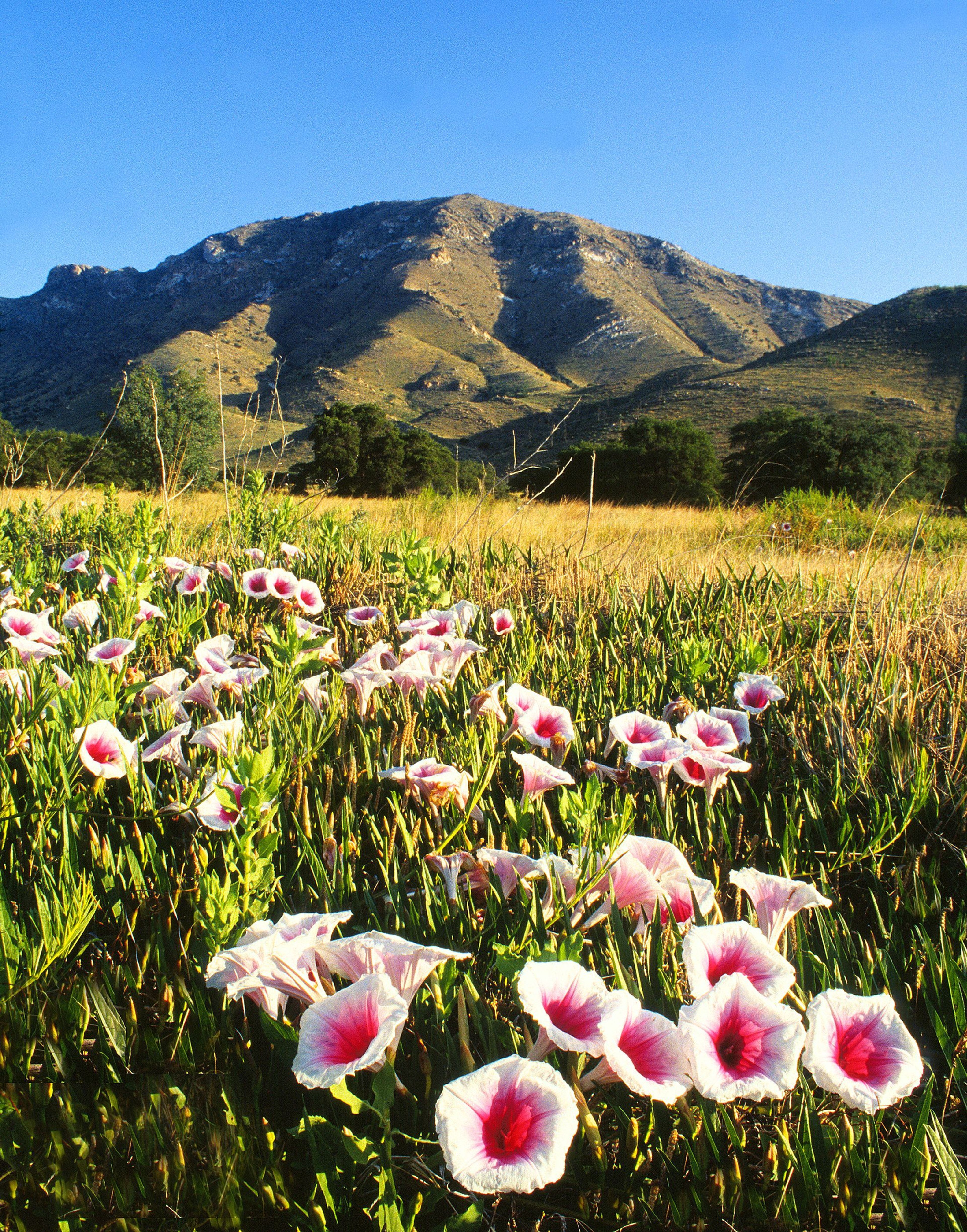 Each year the pink-throated morning glories bloom during monsoon season in the grasslands