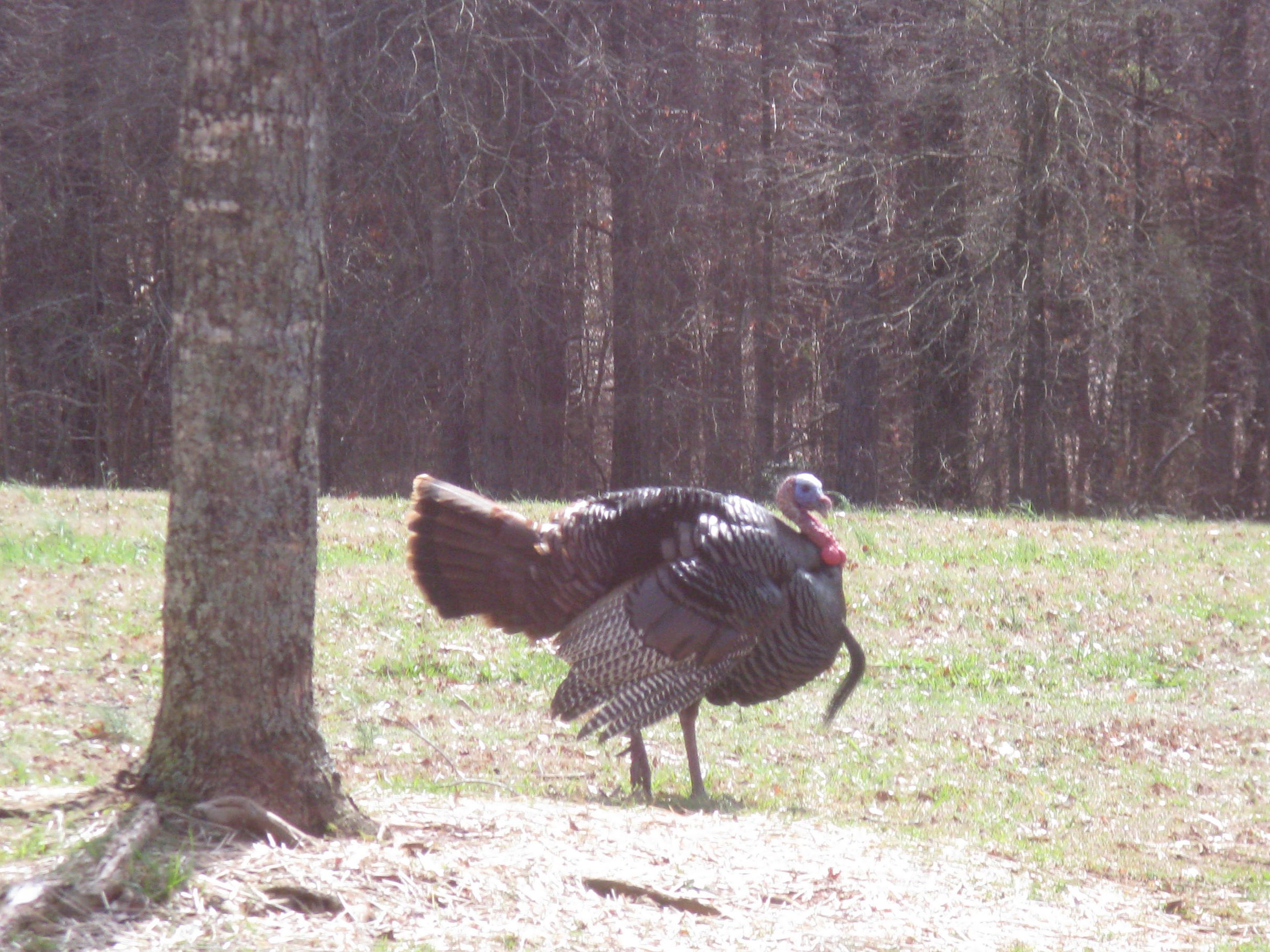 Tom Turkey