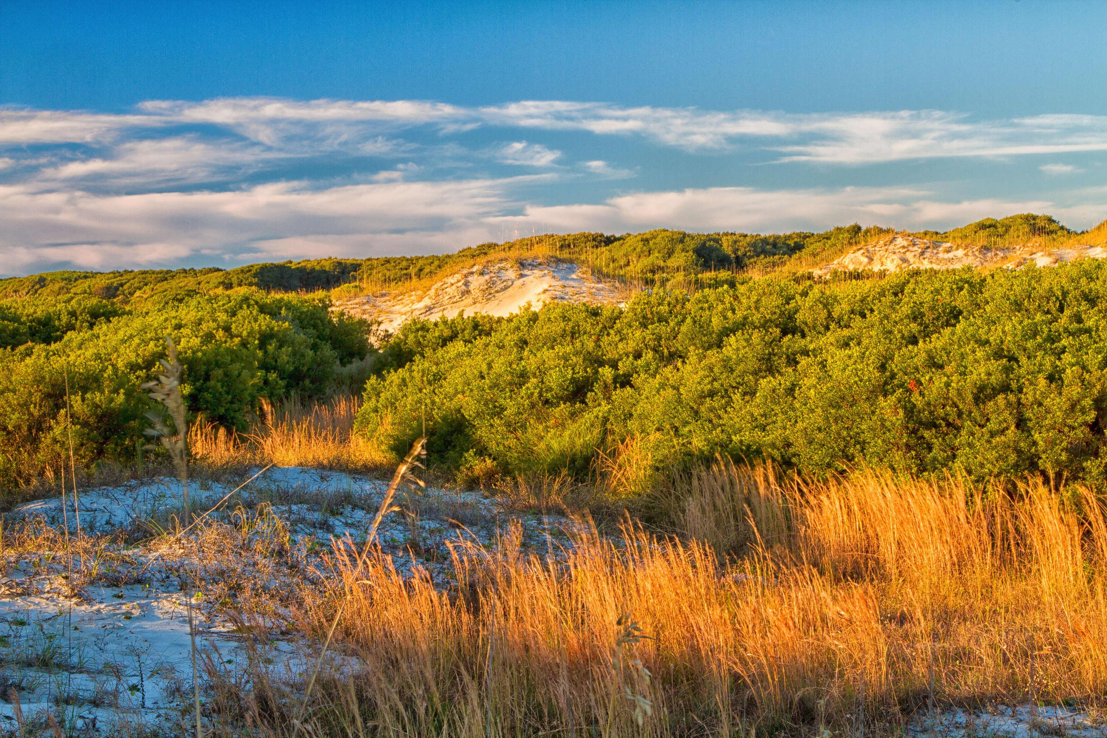 Vegetation holds dunes in place providing a barrier to erosion forces and creating essential interdune meadows to support island life.