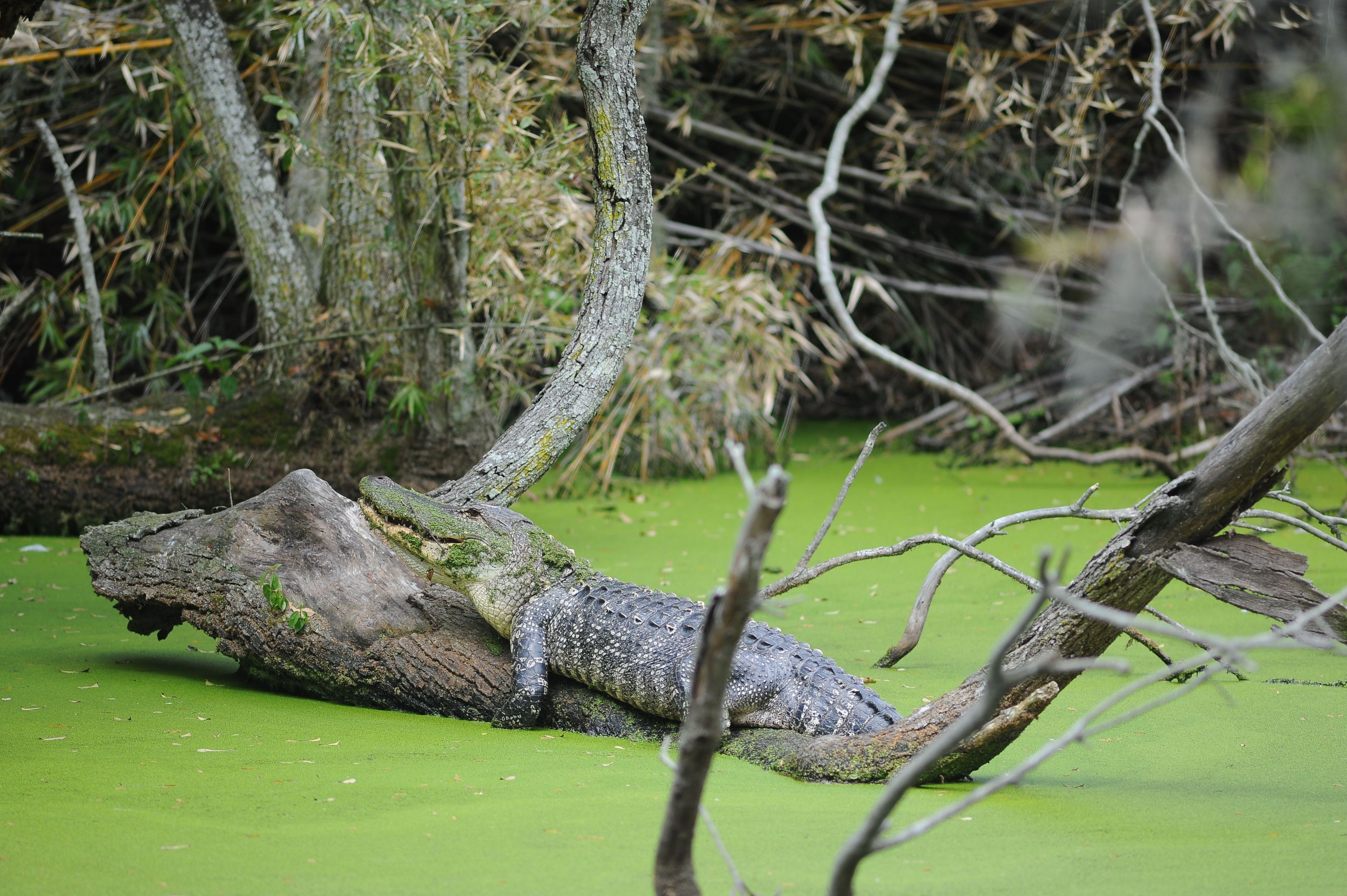 Cumberland Island National Seashore encompasses a variety of forest, marsh, and coastal landscapes providing a home for numerous species including American Alligators.