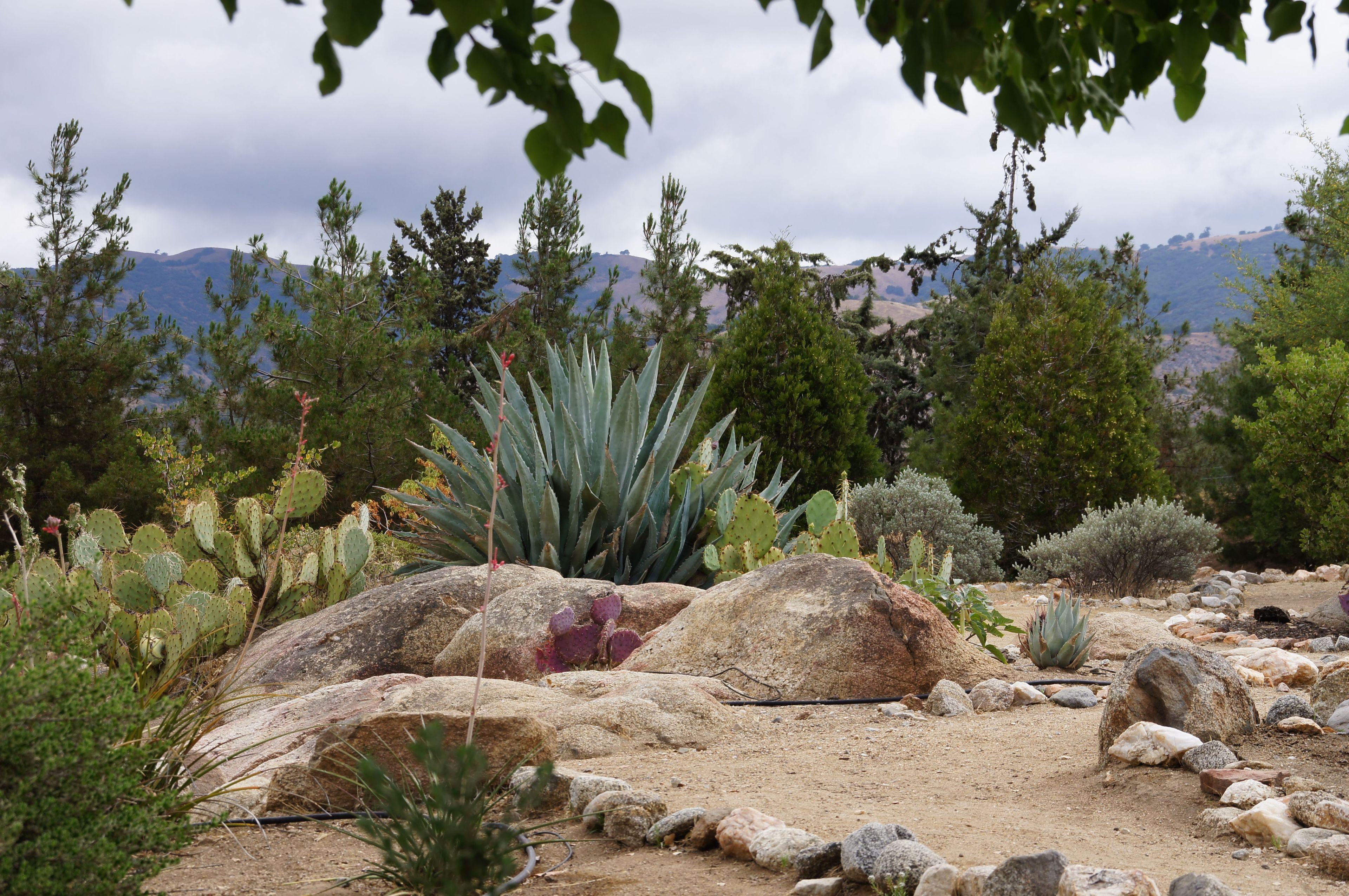 A desert garden features plants found in Yuma, Arizona, where César E. Chávez was born.