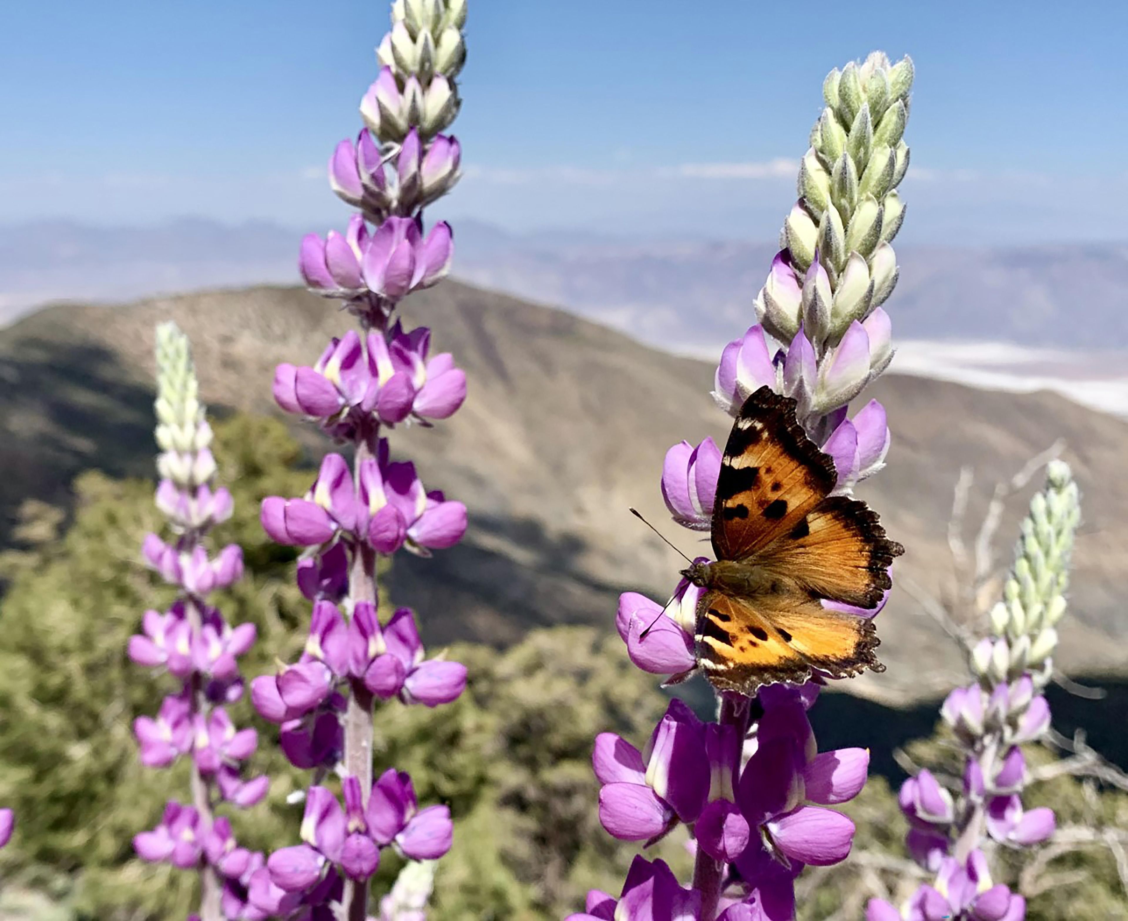 Higher elevations provide a respite from the heat in this alpine ecosystem.