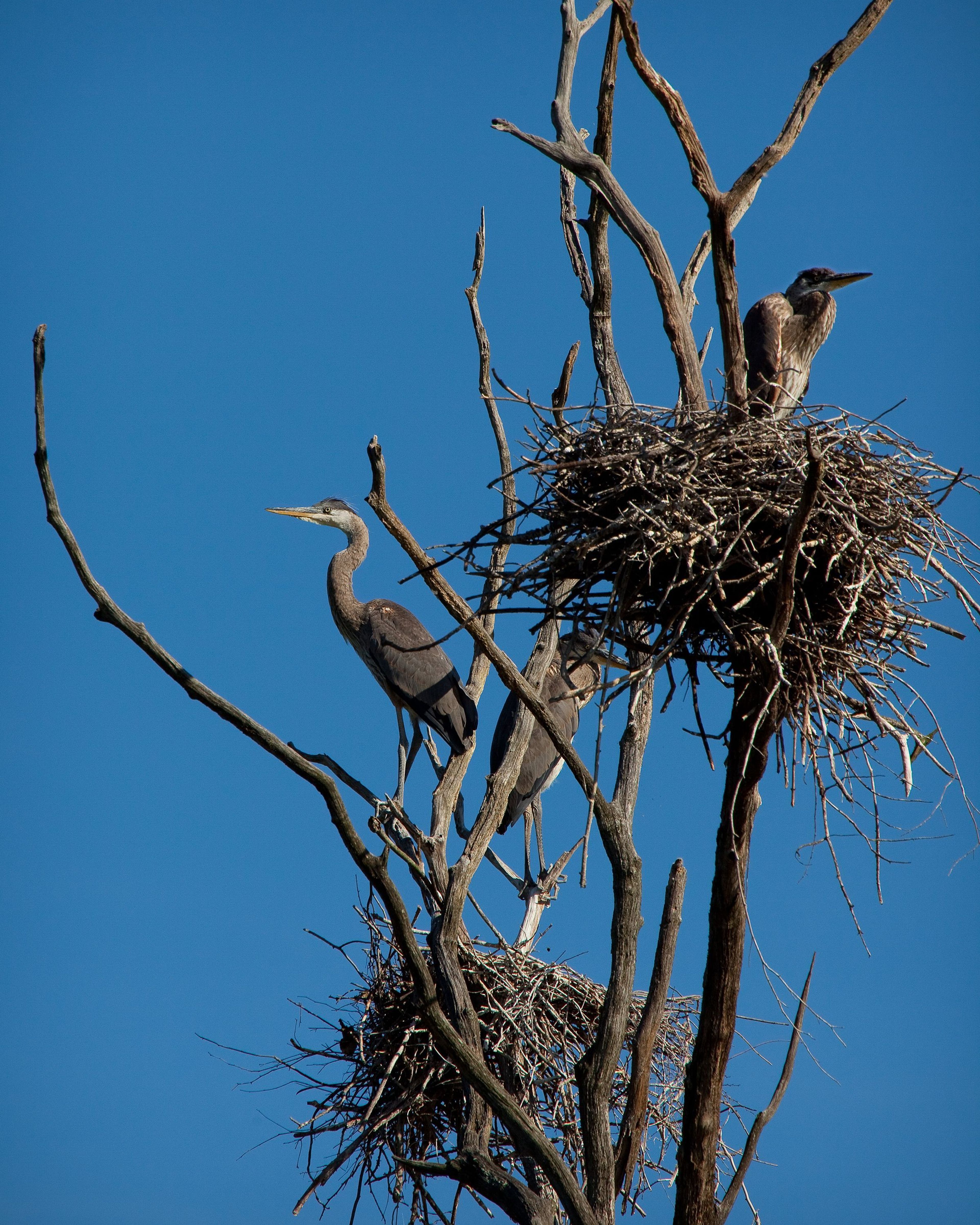 Great Blue Herons attend their nests in a tree