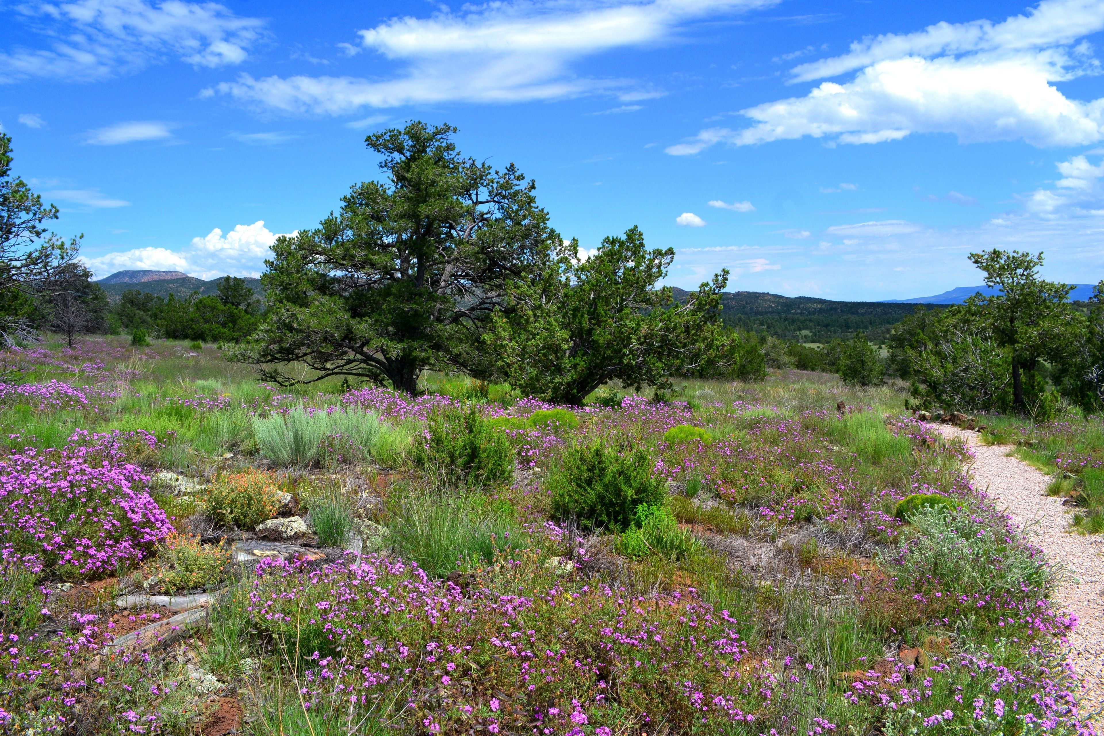 Enjoy a stroll along the El Calderon Trail to view beautiful wildflowers in summer.