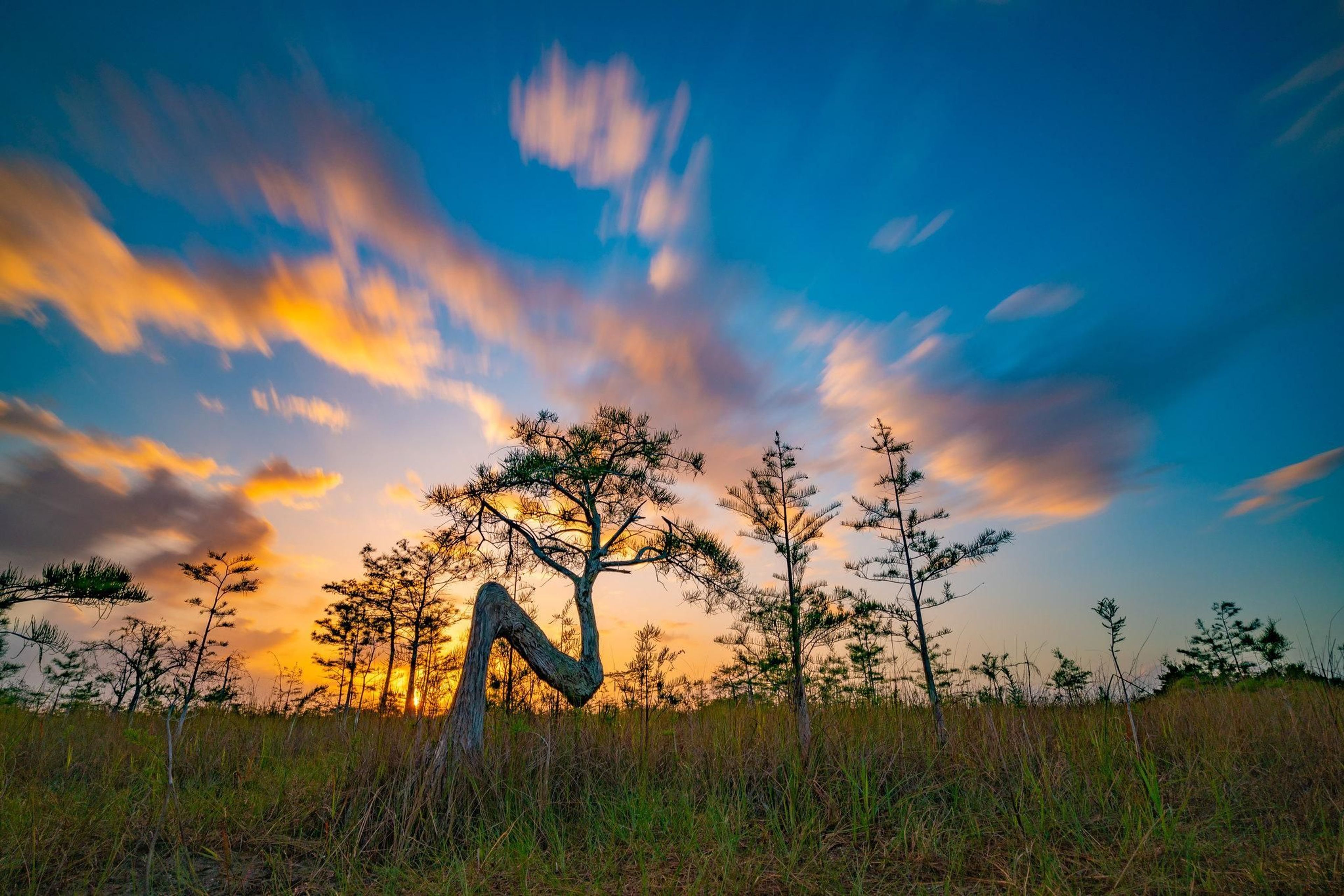 Cypress Tree Sunrise (2020 Photo Contest)