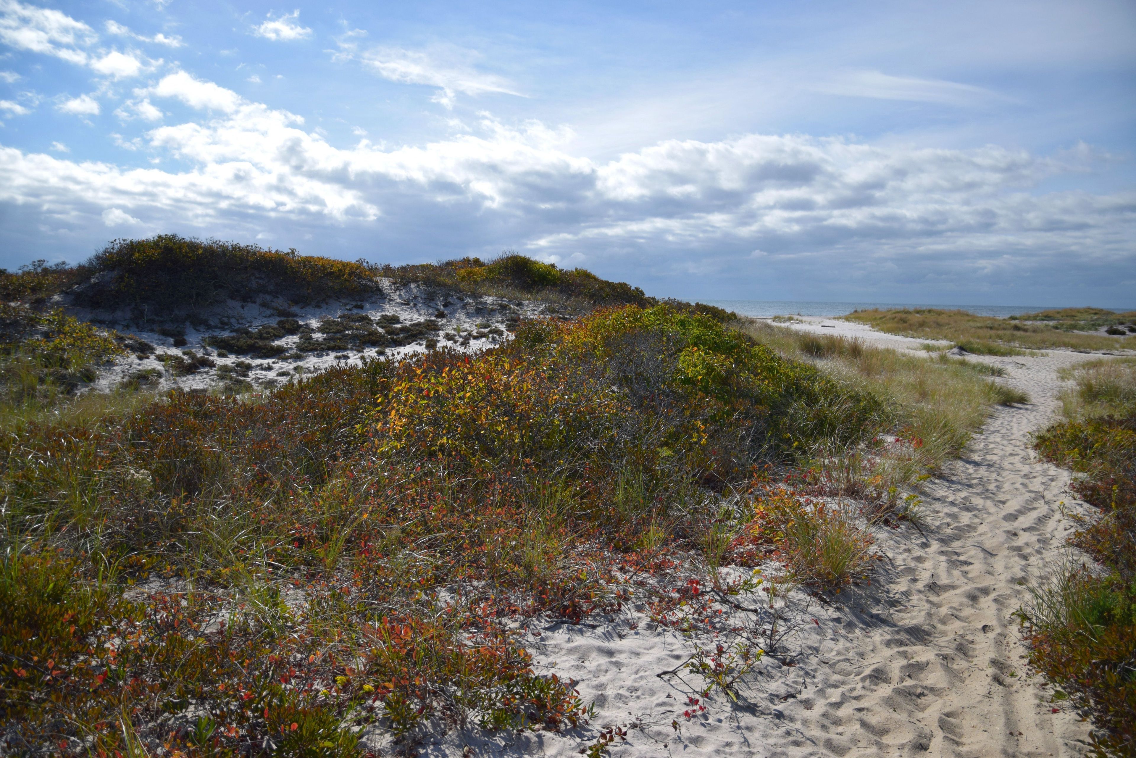 Unparalleled opportunities for solitude and recreation can be found in New York State's only federally designated wilderness, the Otis Pike Fire Island High Dune Wilderness.