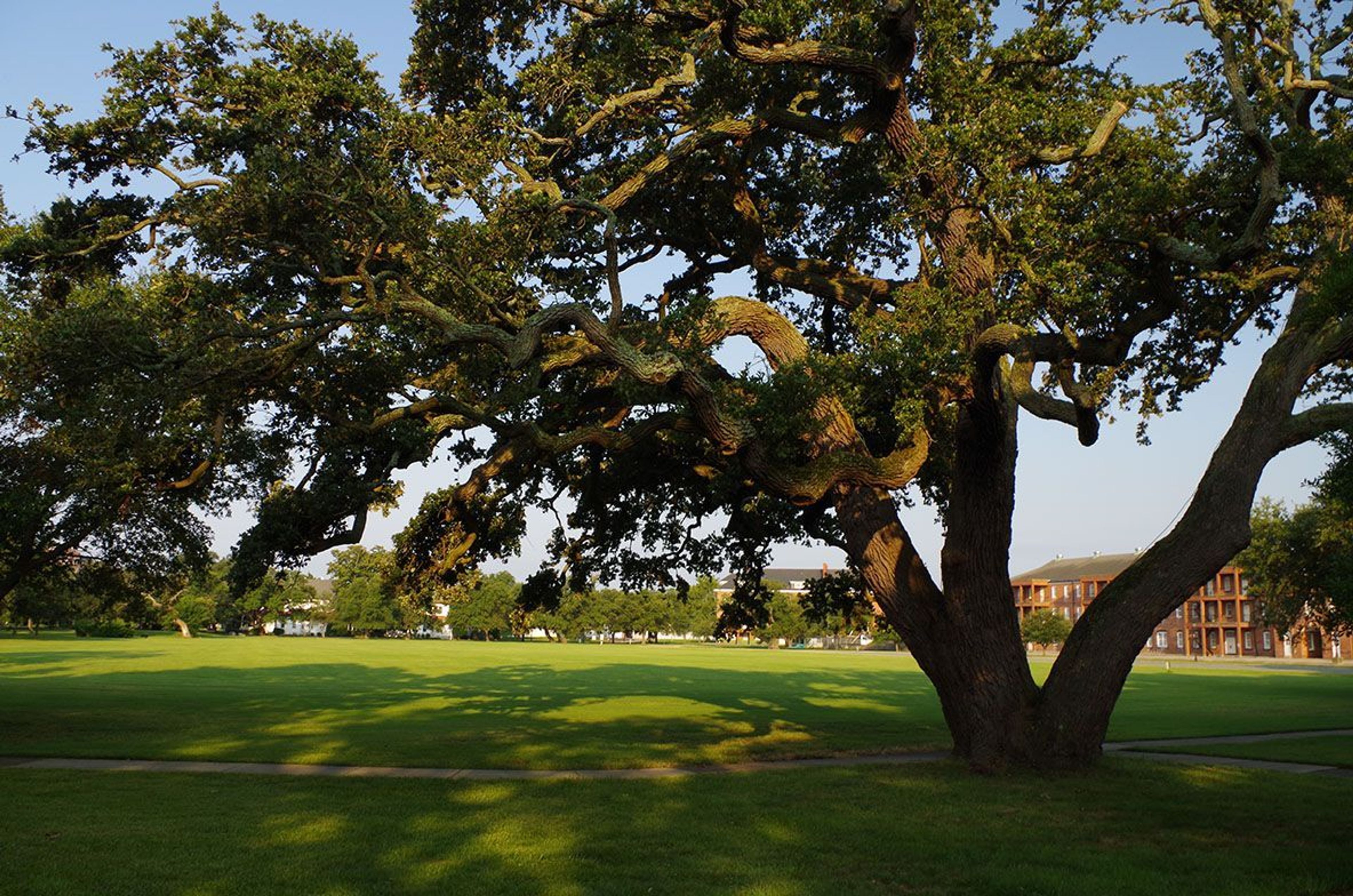 The rising sun illuminates Algernourne Oak as it stands sentinel over the Parade Ground as it has done for almost 500 years.