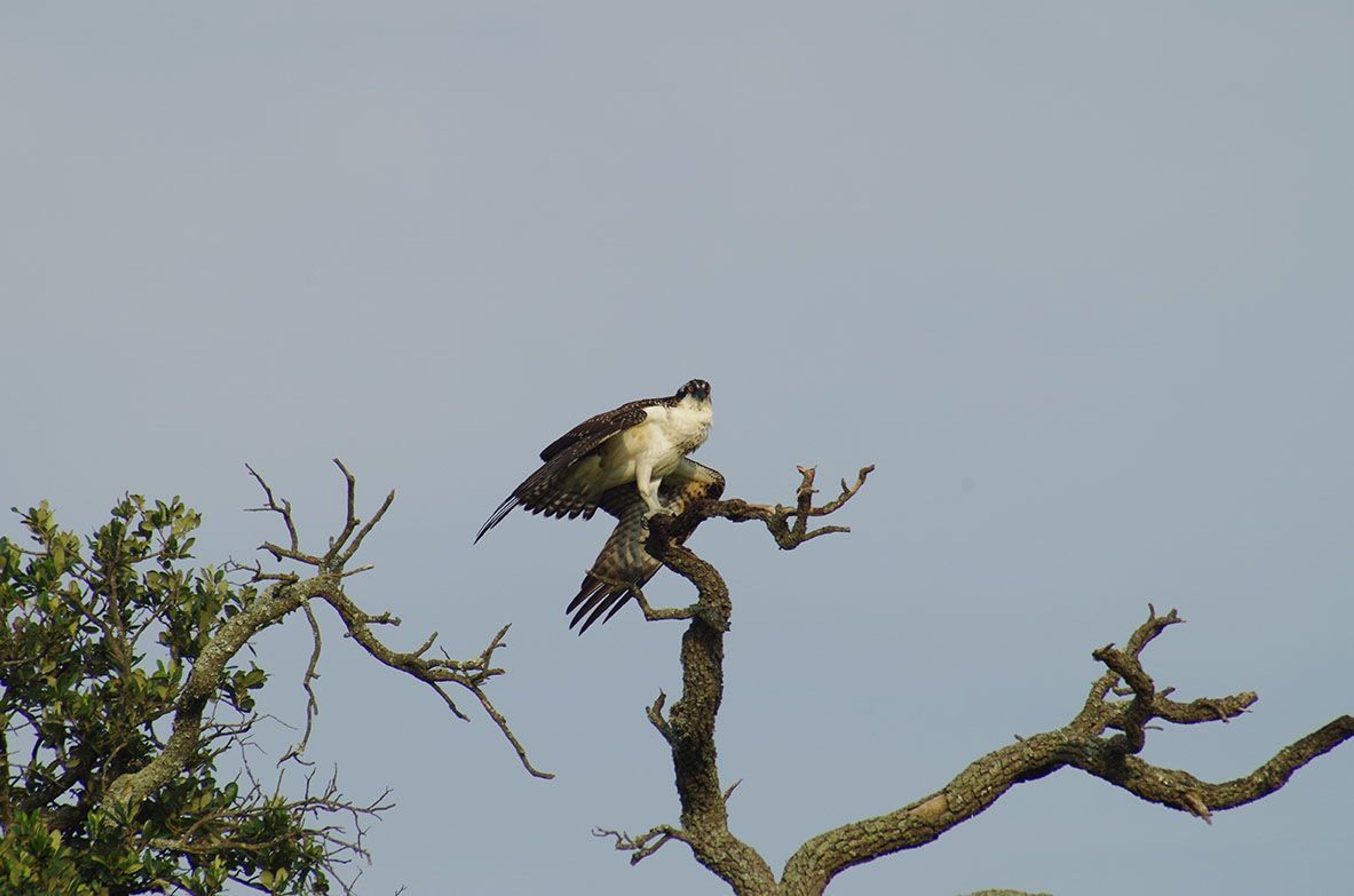 An Osprey, once endangered, dries its wings in the on-shore breeze while perched on a live oak.