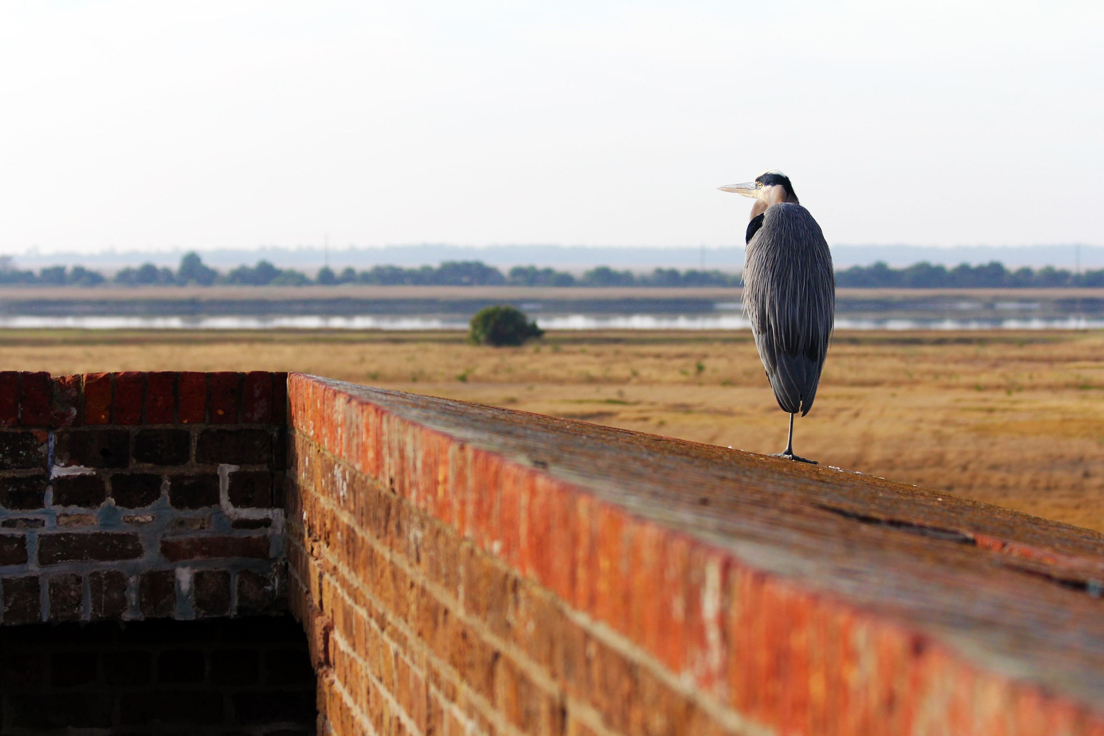 A great blue heron stands on the top of Fort Pulaski like a lonely sentinel.