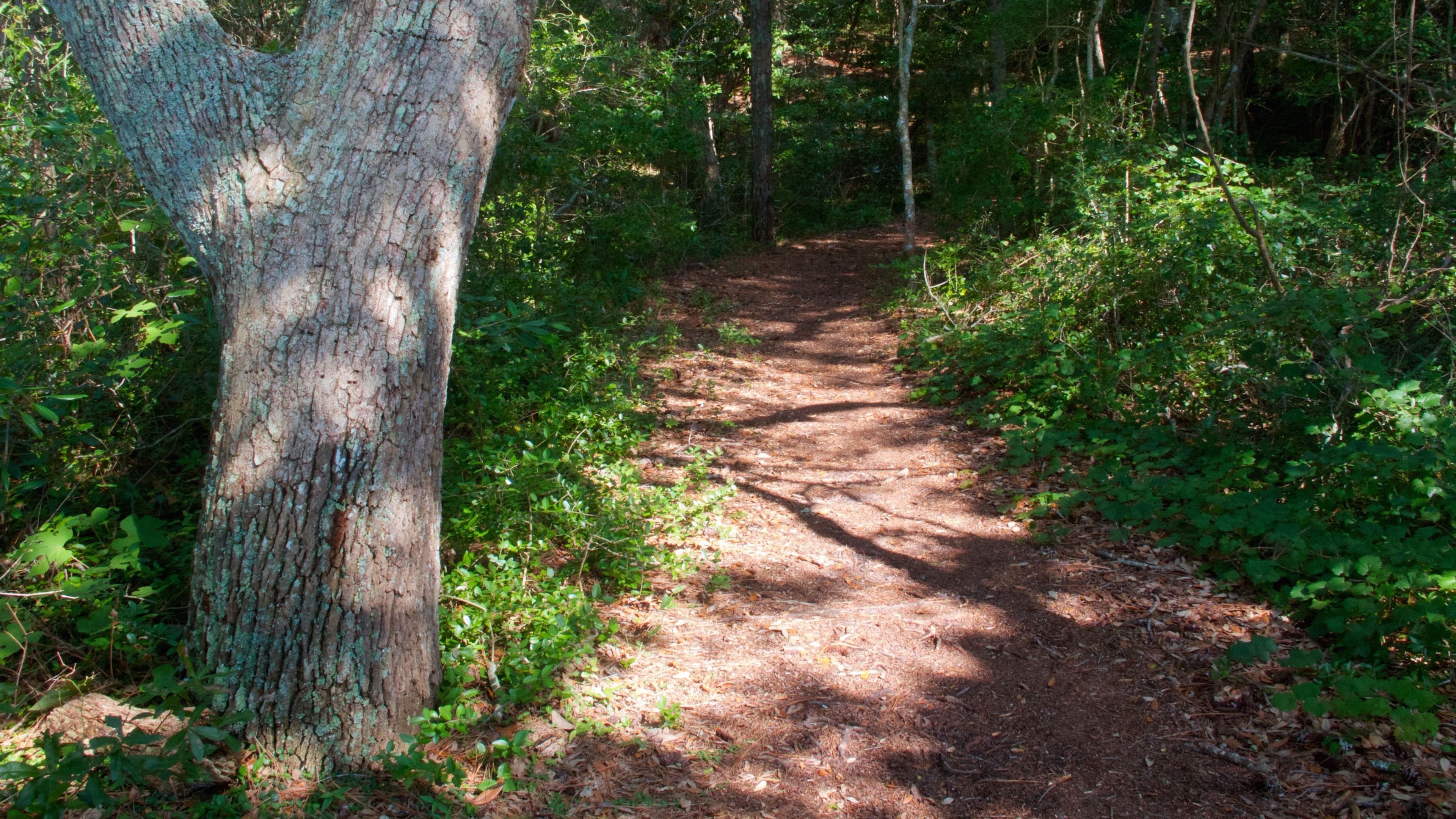 Venture through a maritime forest