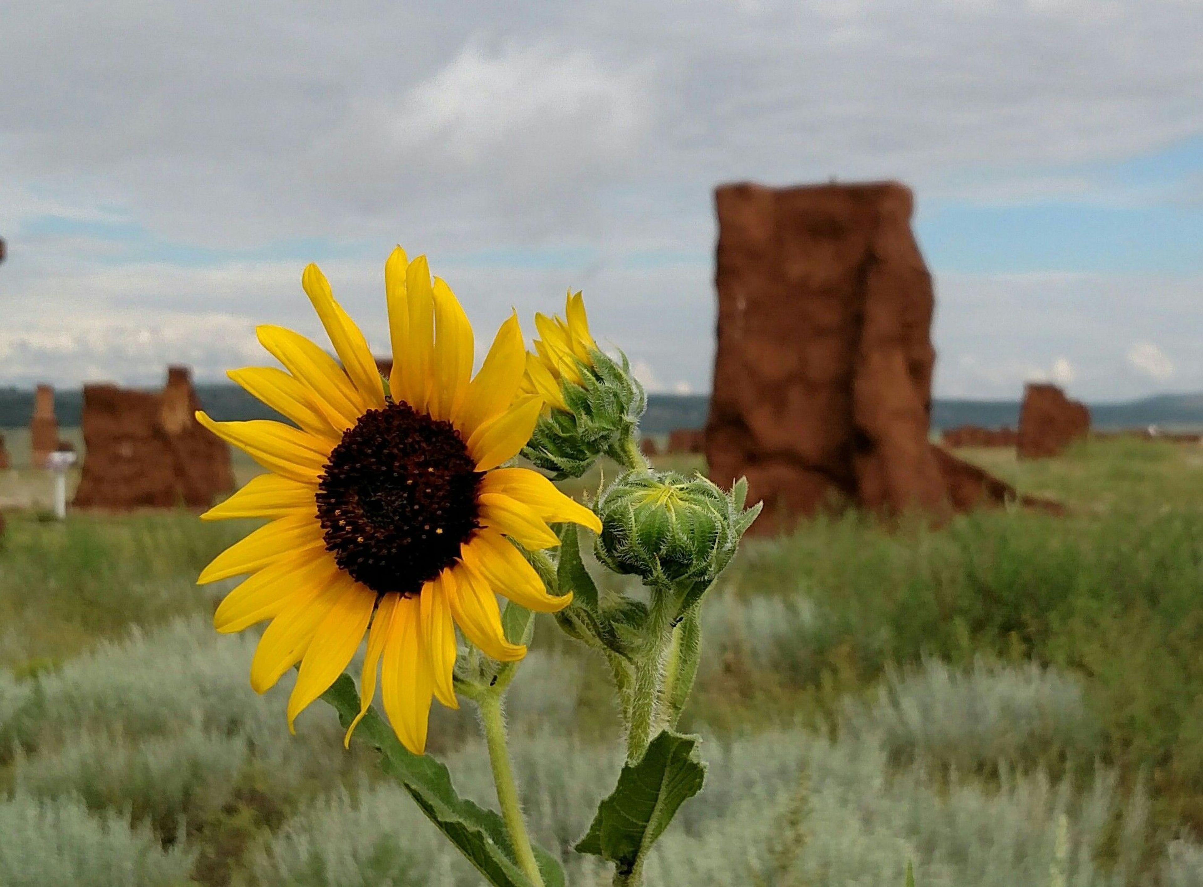 Located deep within the Mora Valley, Fort Union National Monument contains a vast array of plant and animal life.