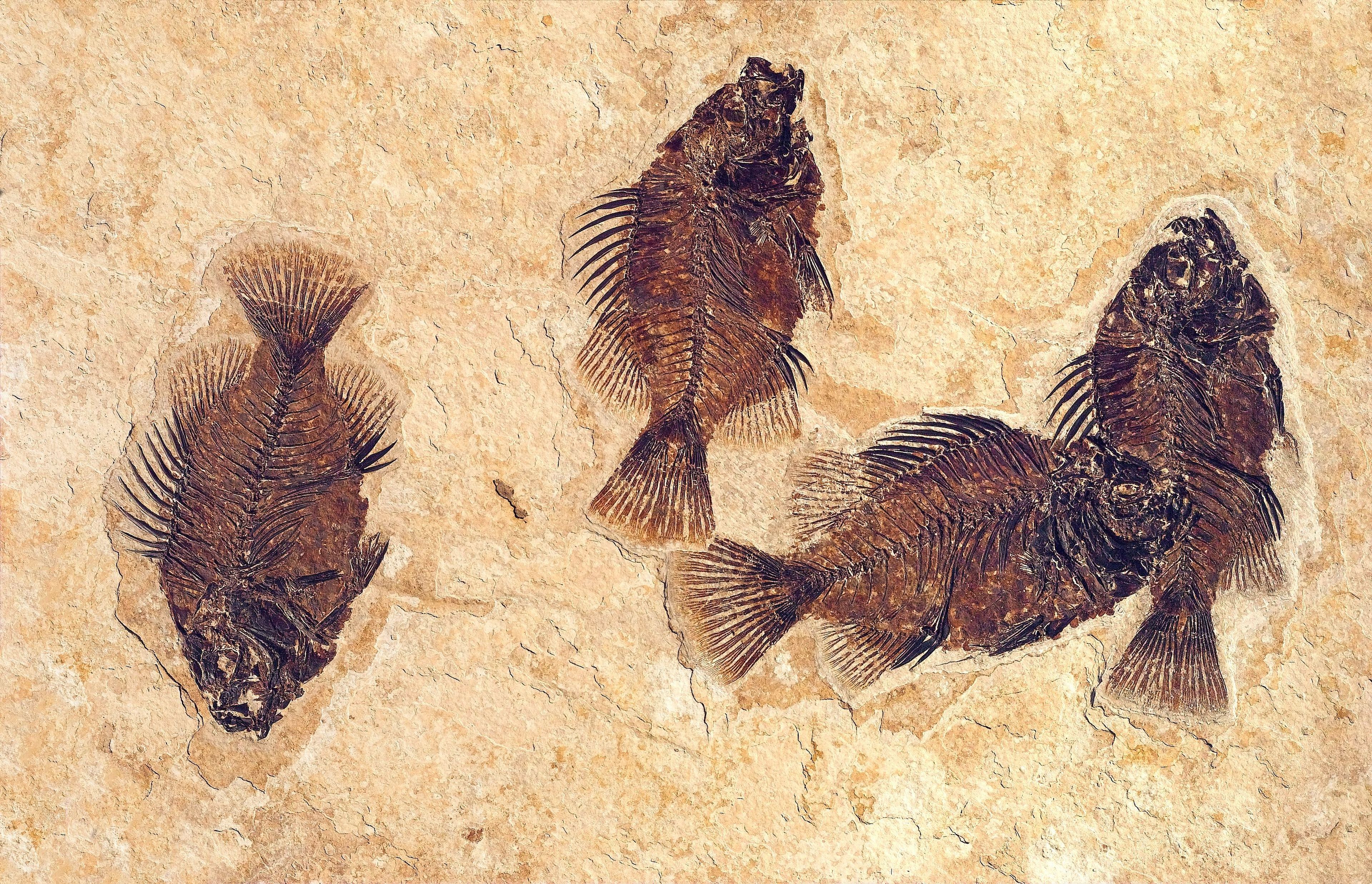 Fossils from the Green River Formation are known for their excellent preservation, abundance, and diversity. Cockerellites liops is one of the common fishes found here.