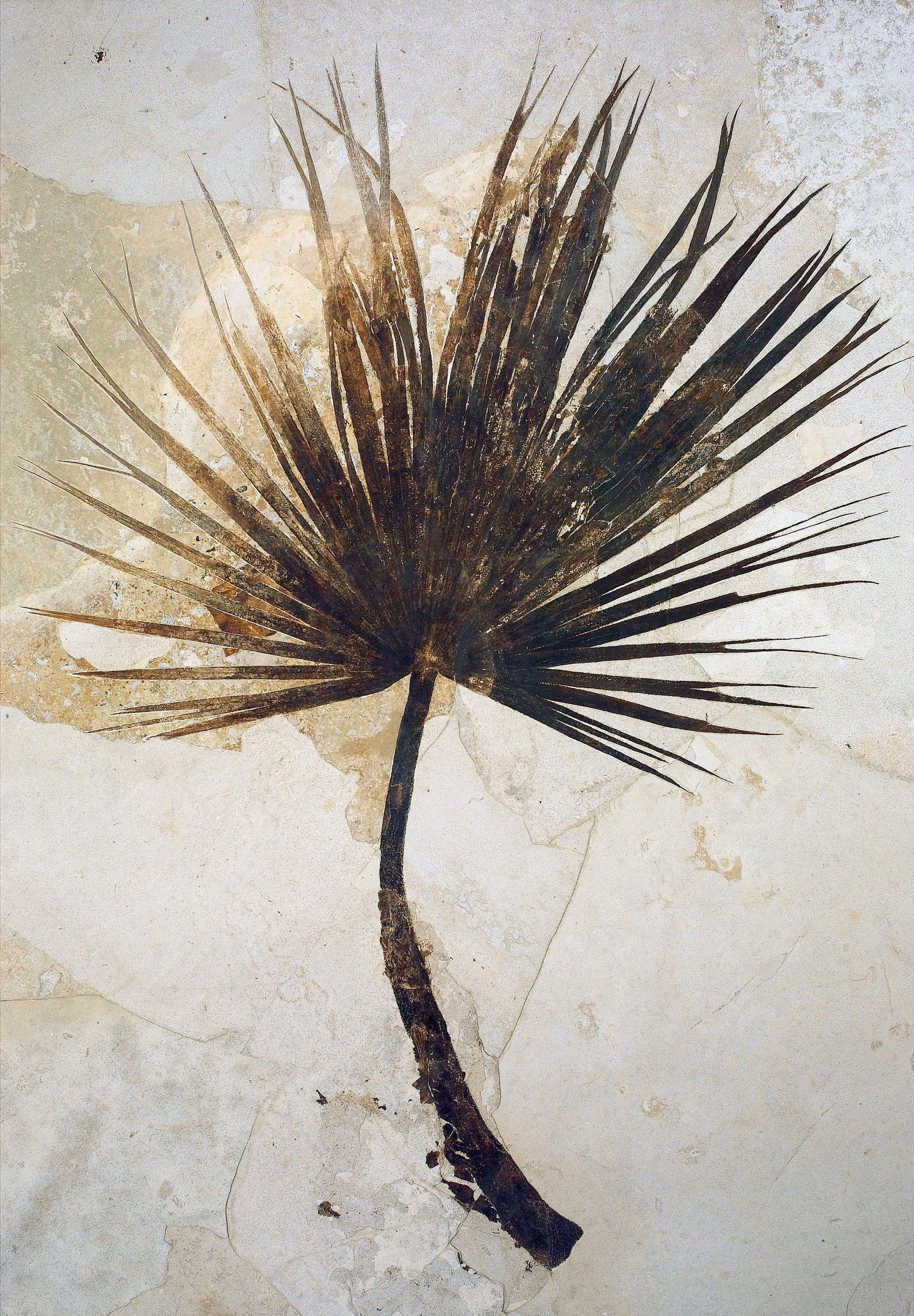 Fossil palm fronds and other plants indicate a climate similar to the Gulf Coast states.