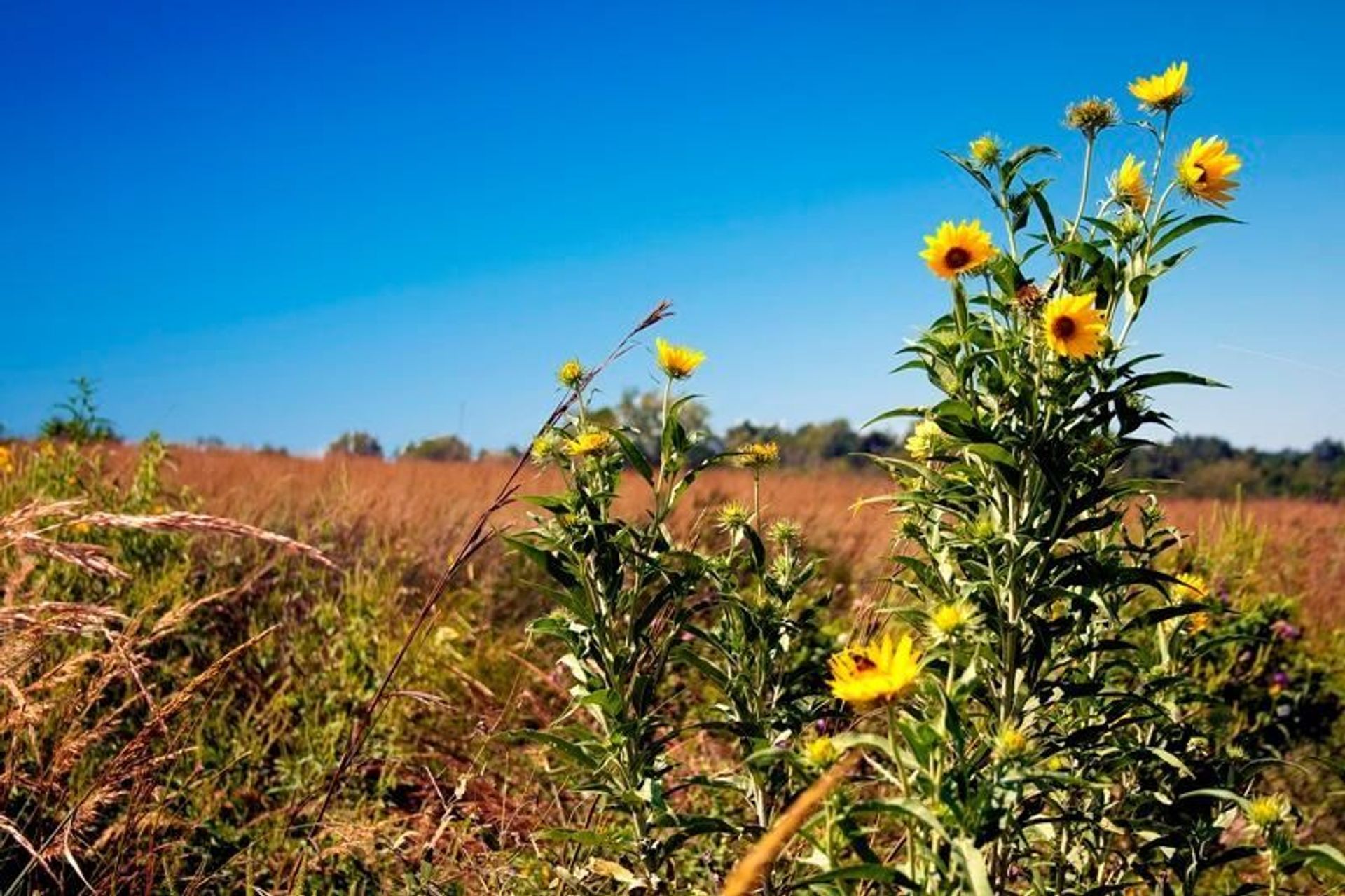 Prairie at George Washington Carver NM with sunflowers.