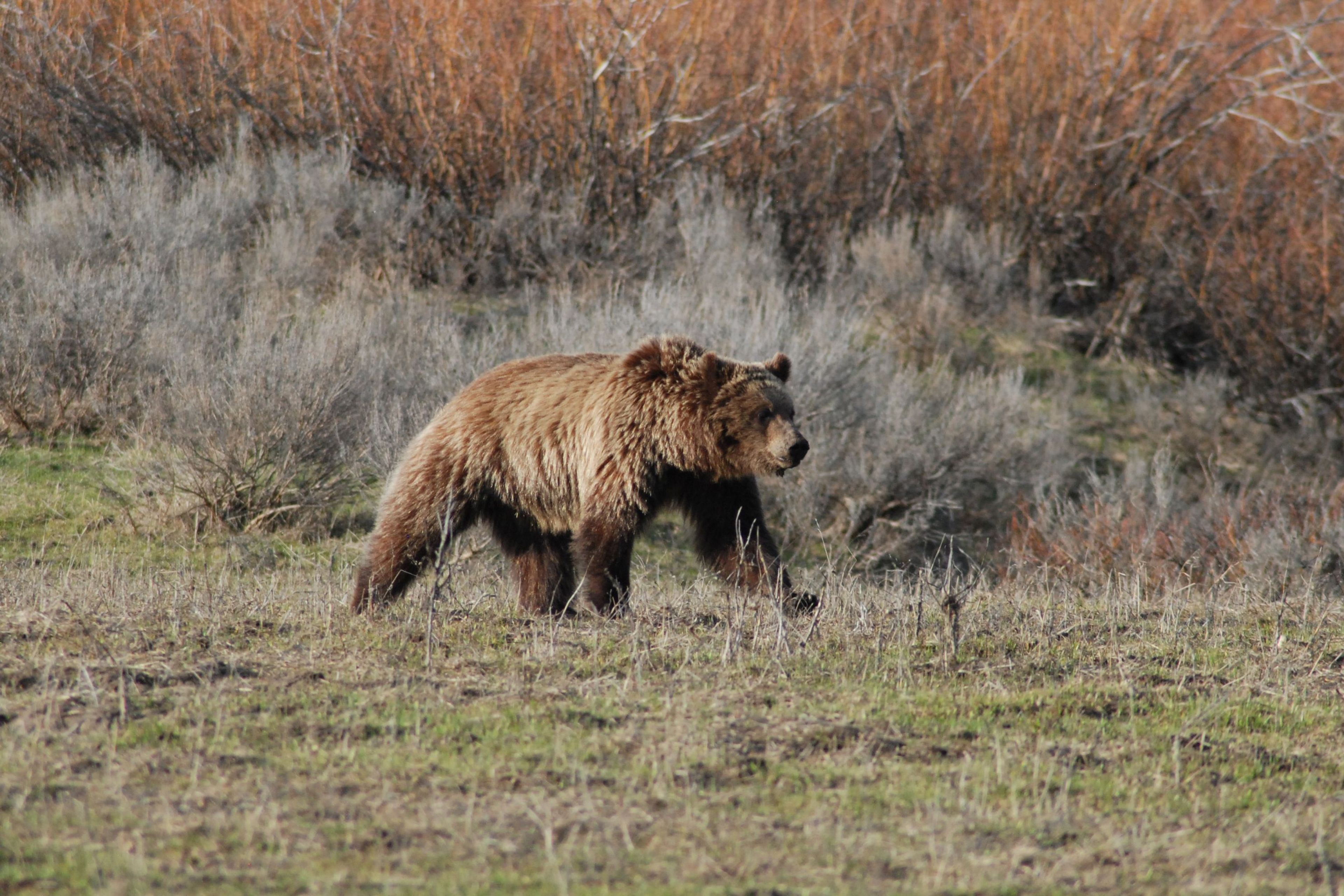 Grizzly bears are found throughout Grand Teton National Park