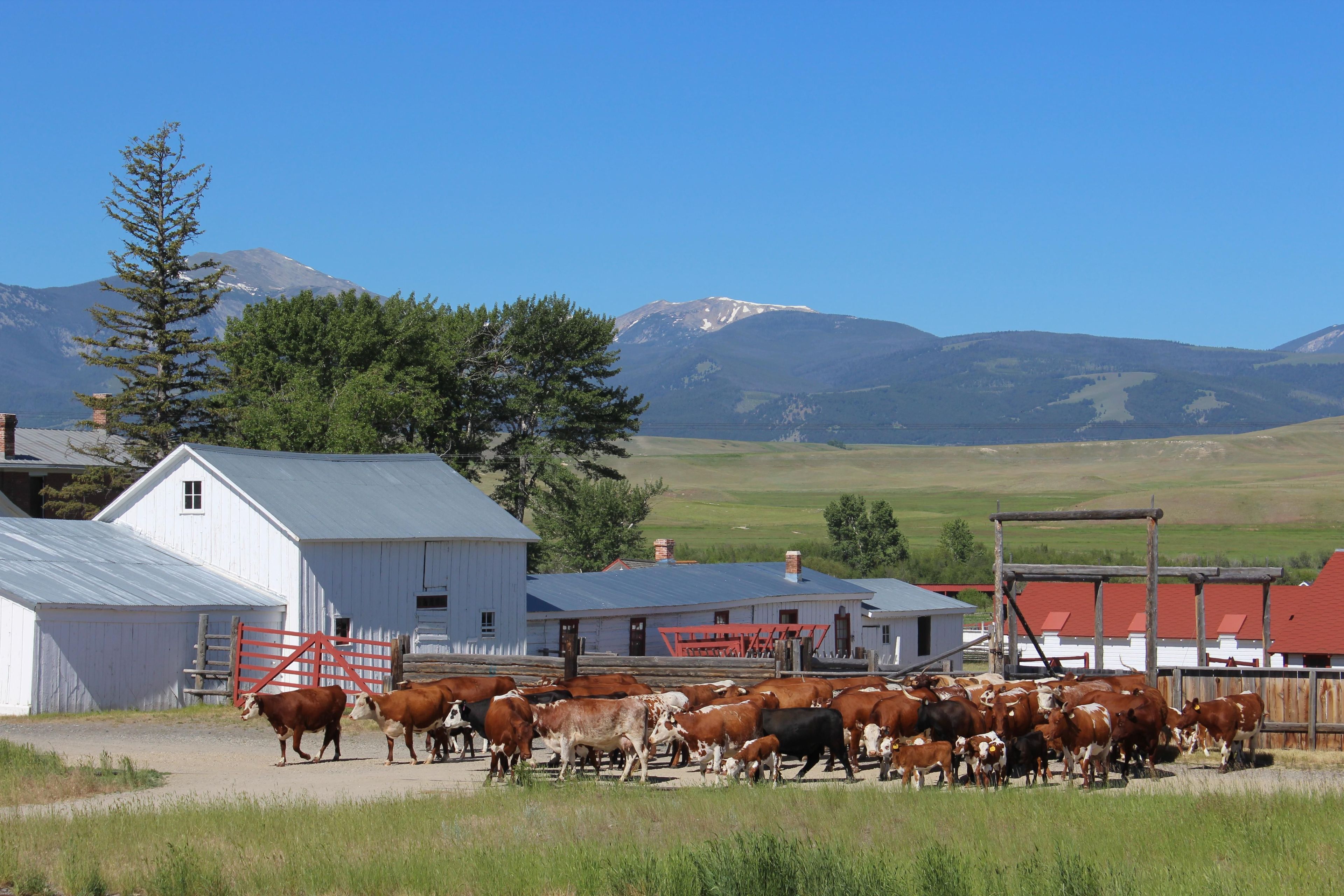 The ranch cattle herd contains Hereford, Shorthorn and Texas Longhorn, which were popular breeds during the Open Range Cattle Era