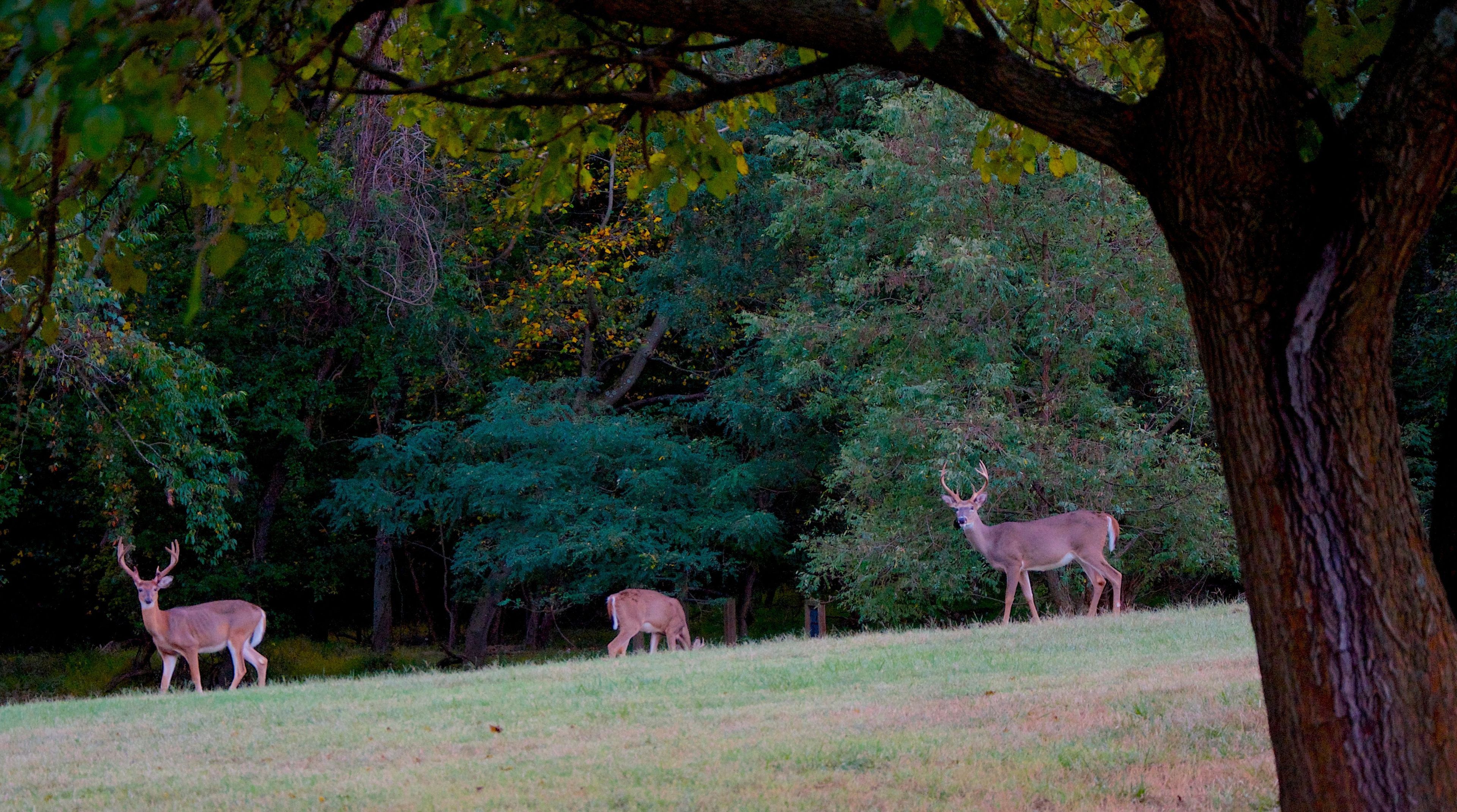 White tailed deer in Greenbelt Park