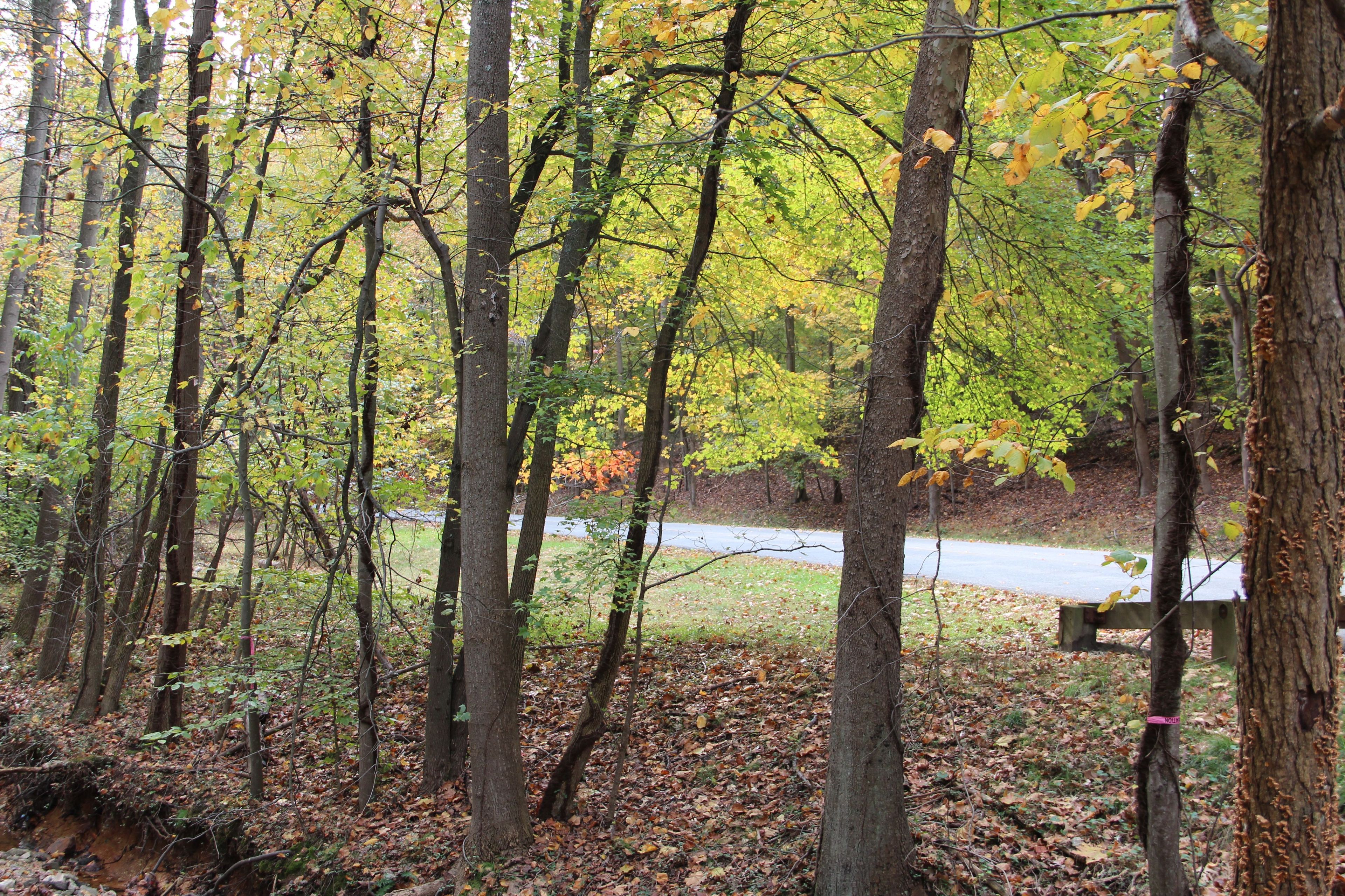 Enjoy the beautiful forest in the Urban Oasis of Greenbelt Park,Maryland