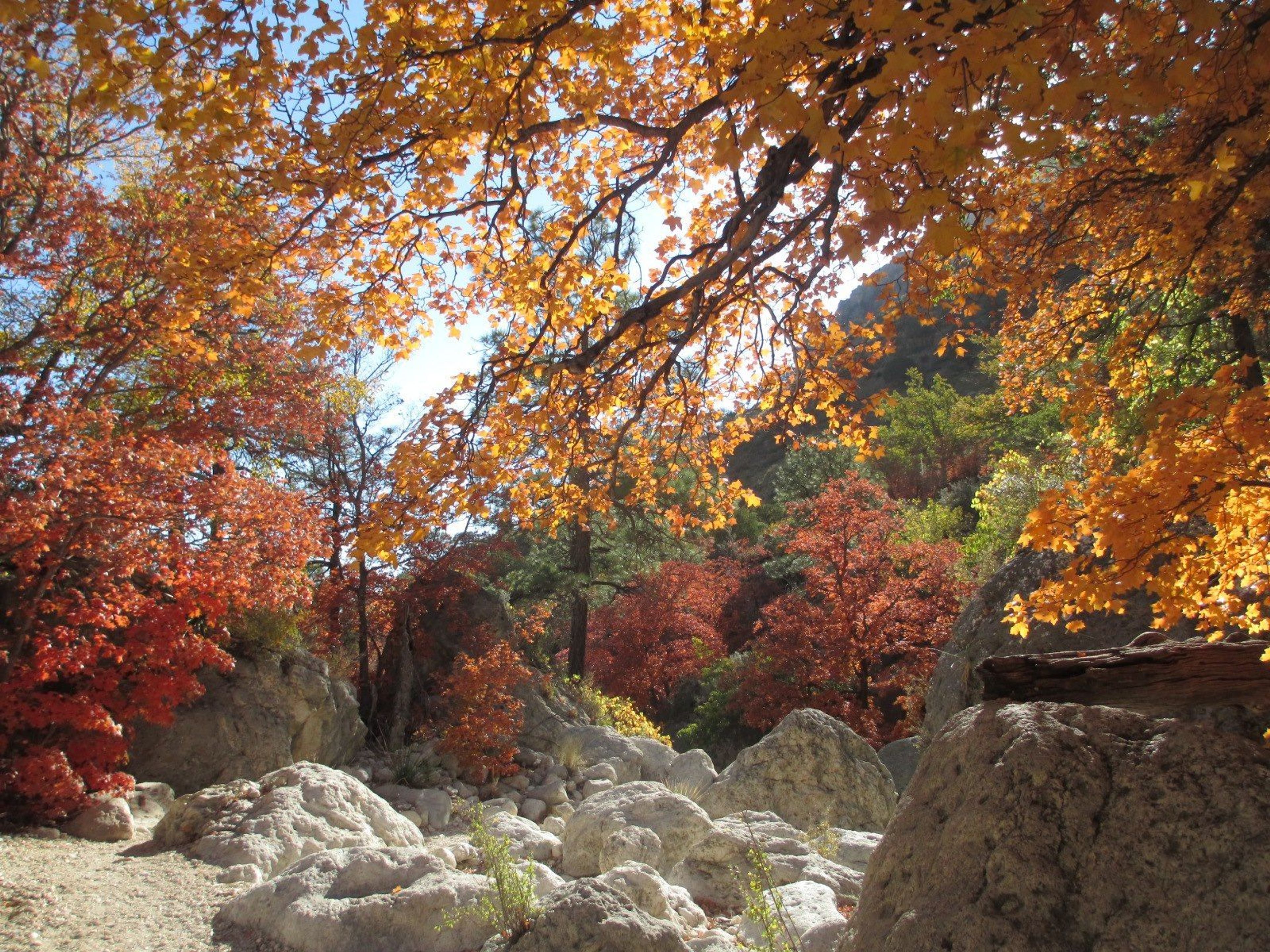 Changing maple trees line the Devil's Hall trail during the fall months.