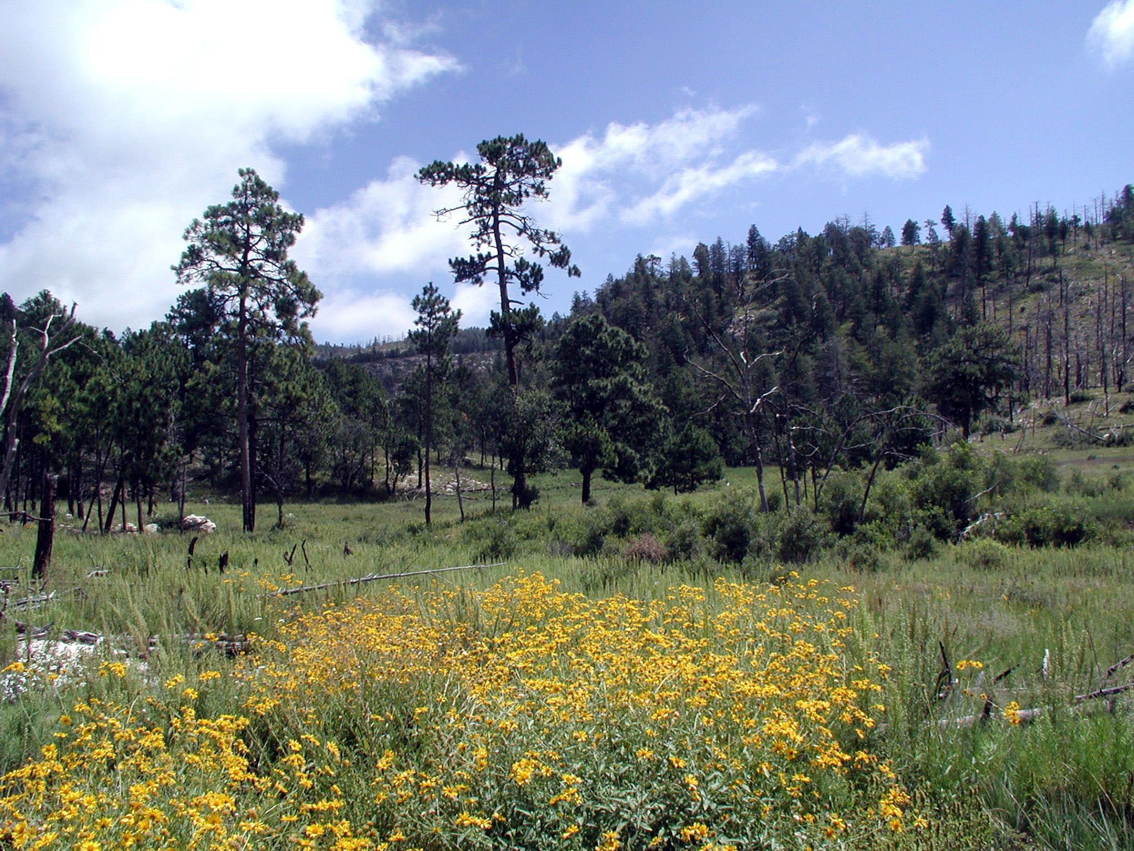 During the spring months, wildflowers are a common sight along The Bowl trail.