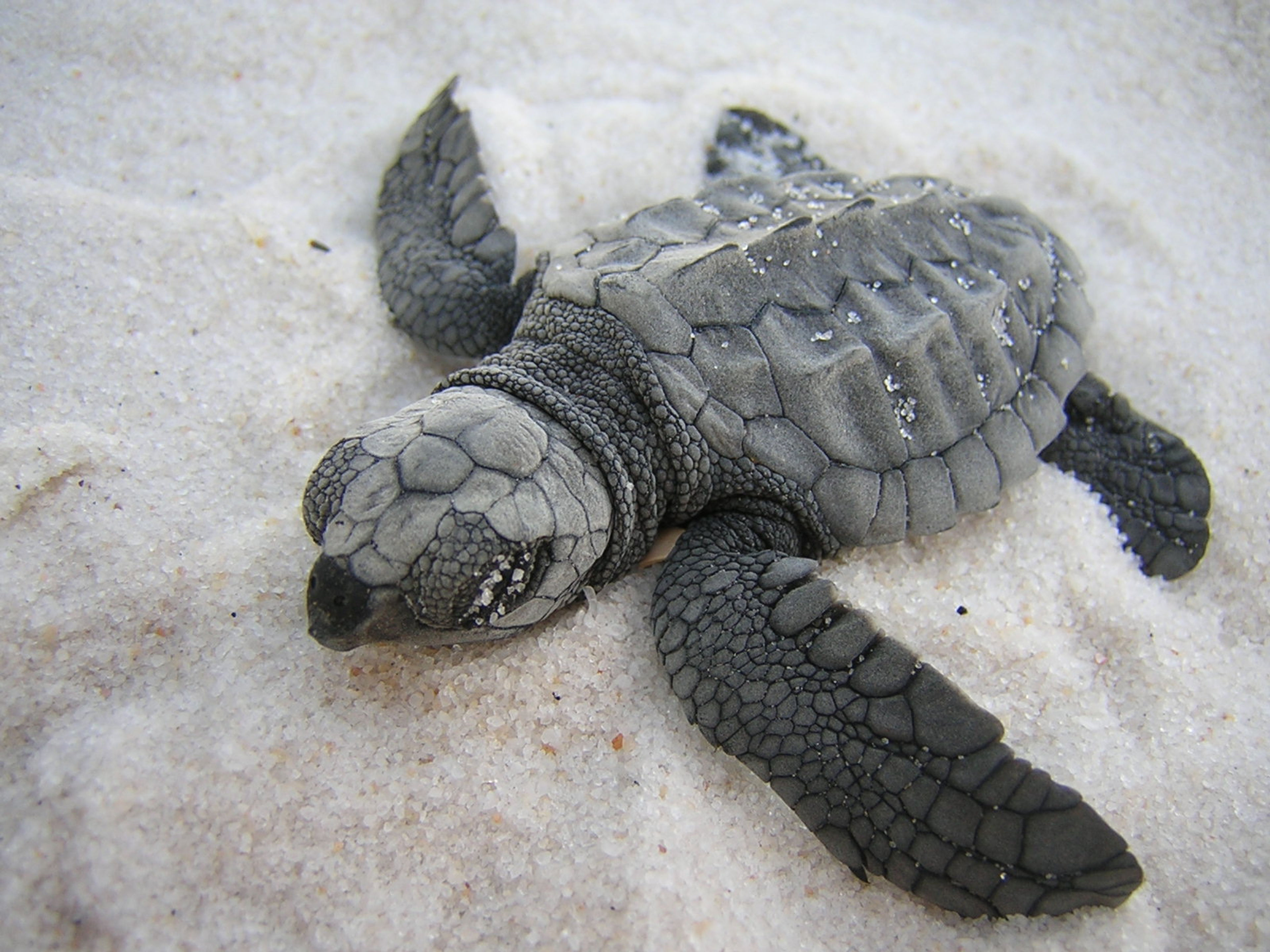 Gulf Islands National Seashore biologist study sea turtle to protect them and their habitats.