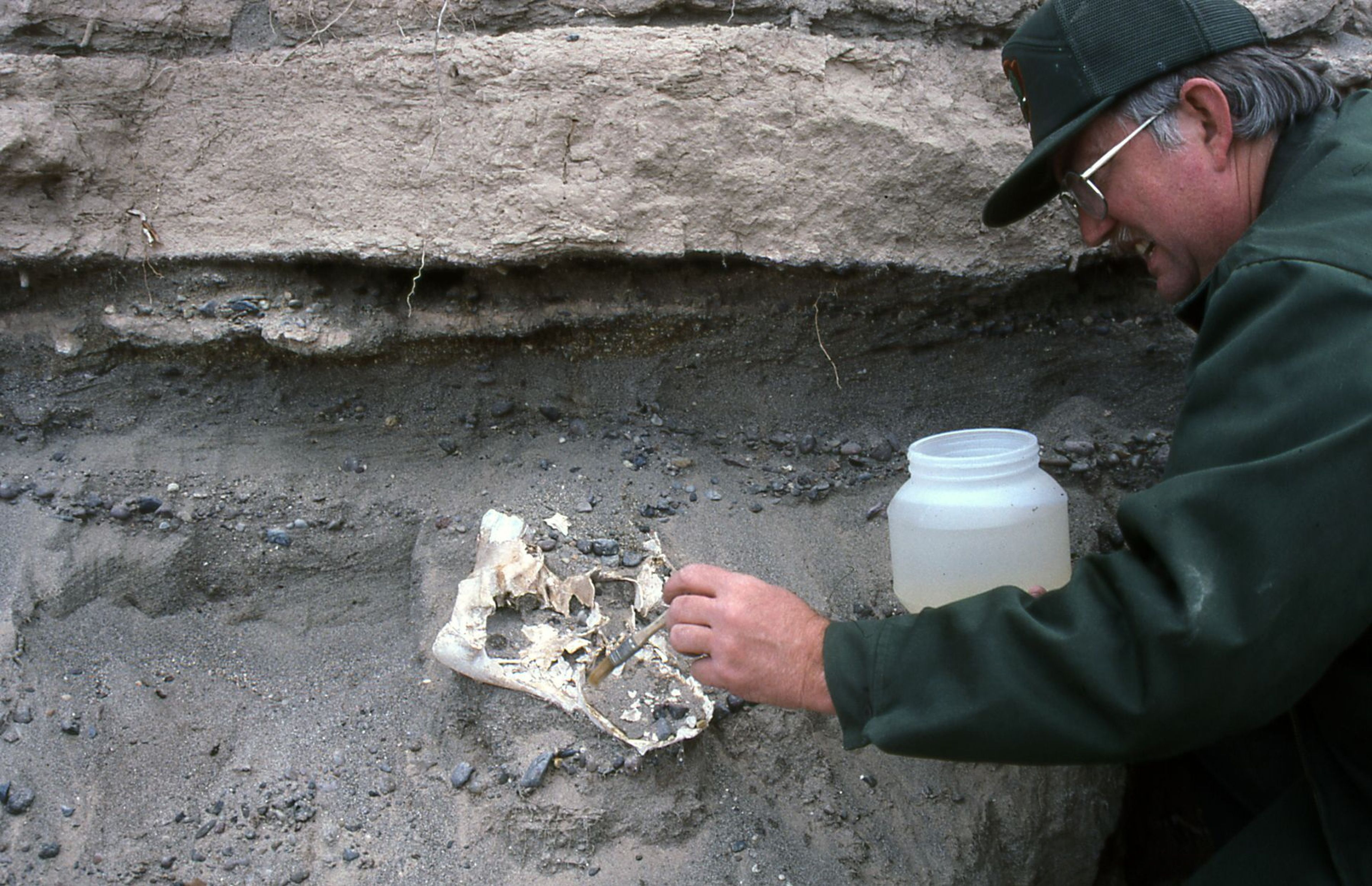 Paleontologist prepares a fossil skull for excavation.