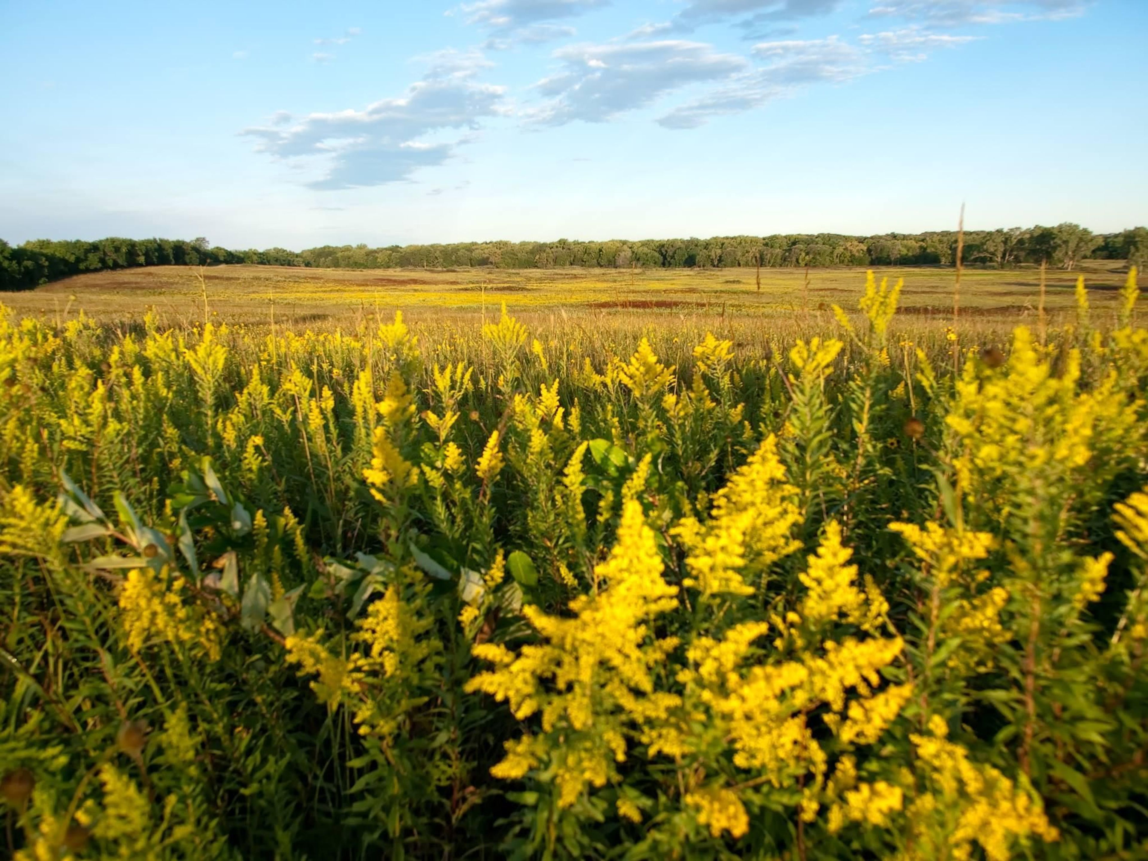 The overlook from the picnic area at the Heritage Center showcases the beauty of the tallgrass prairie in late summer.