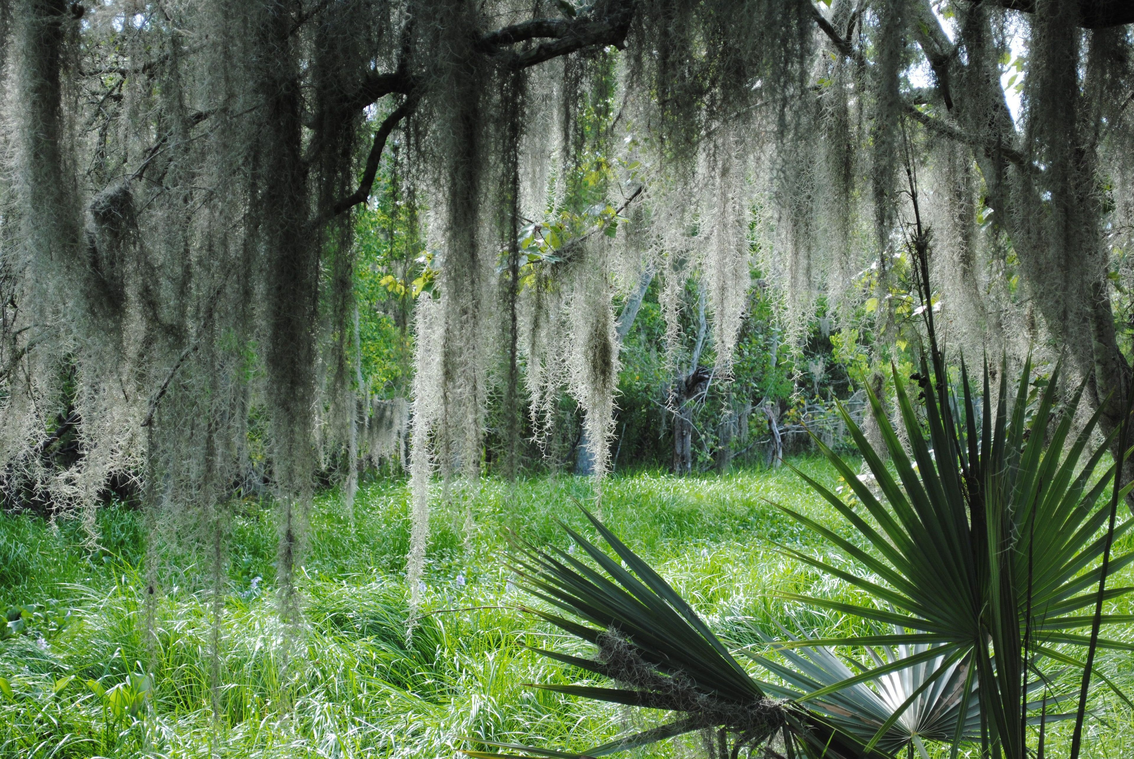 Spanish moss and lush vegetation provide glimpses of Louisiana's wild wetlands at Jean Lafitte's Barataria Preserve.