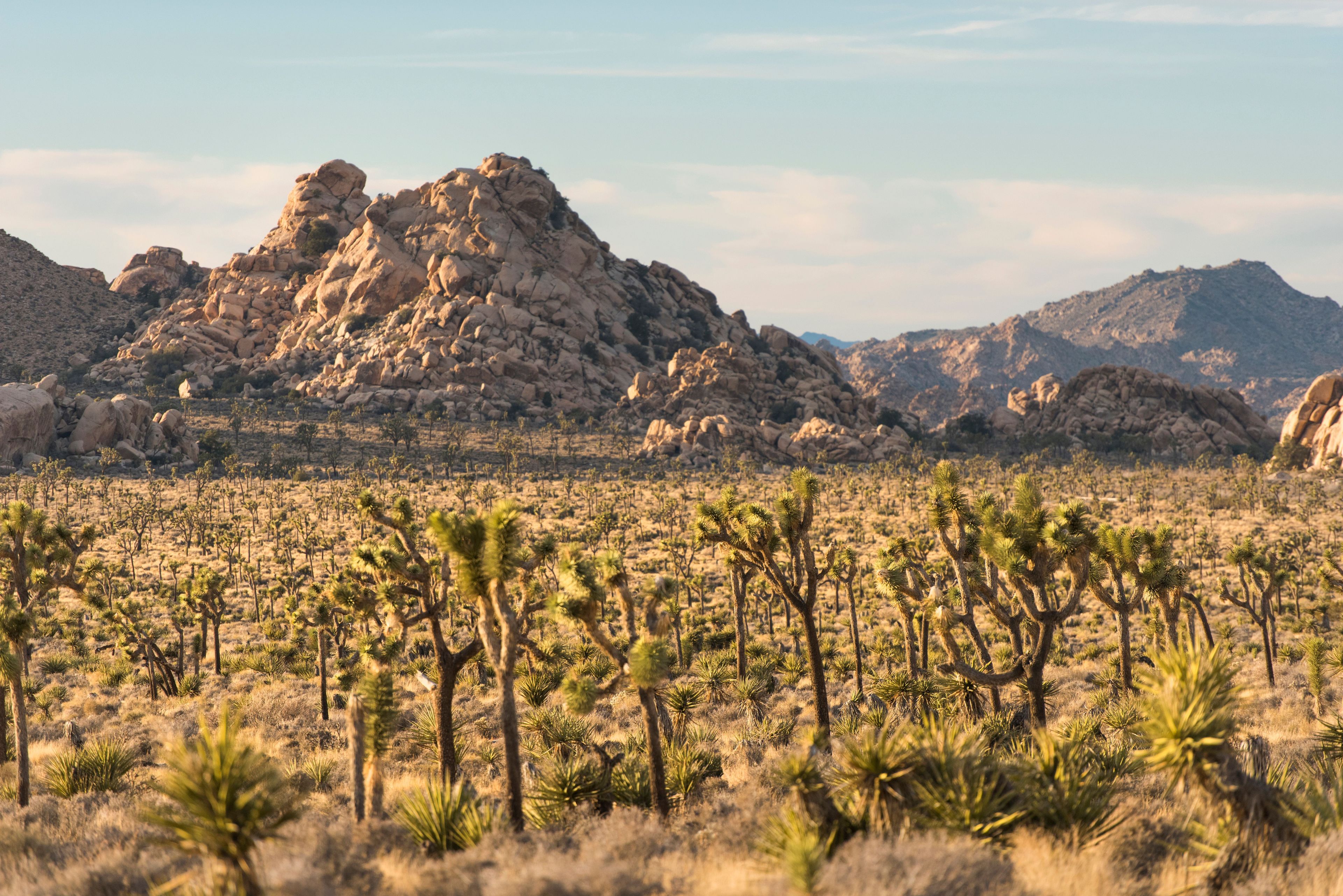 Take in views of the park's iconic Joshua trees and rock outcrops in Lost Horse Valley.