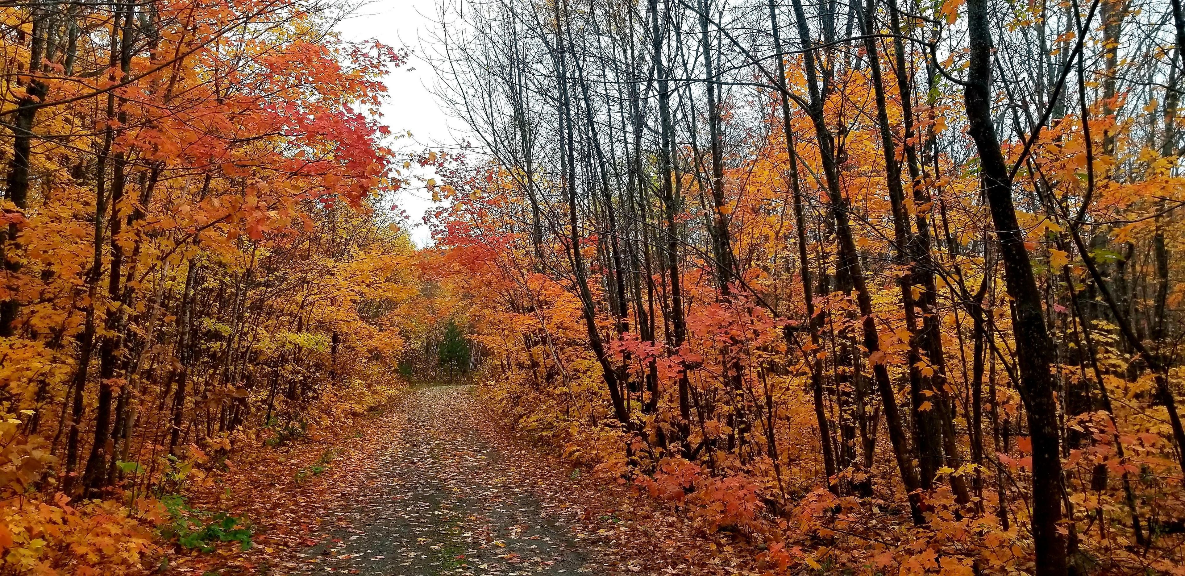 Katahdin Woods & Waters National Monument has arguably the best autumn foliage out of any national park unit.