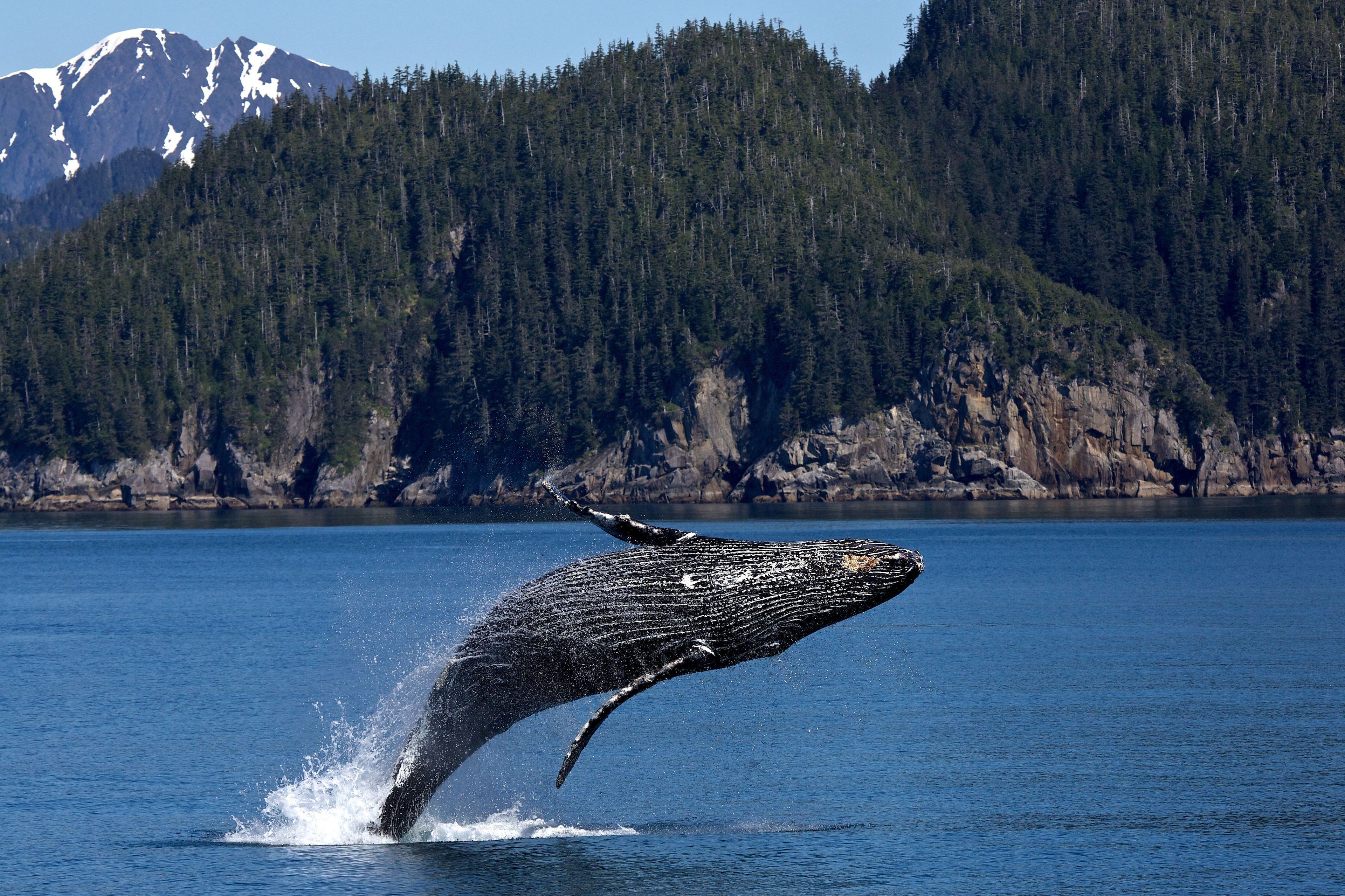 A humpback whale breaches in Kenai Fjords National Park