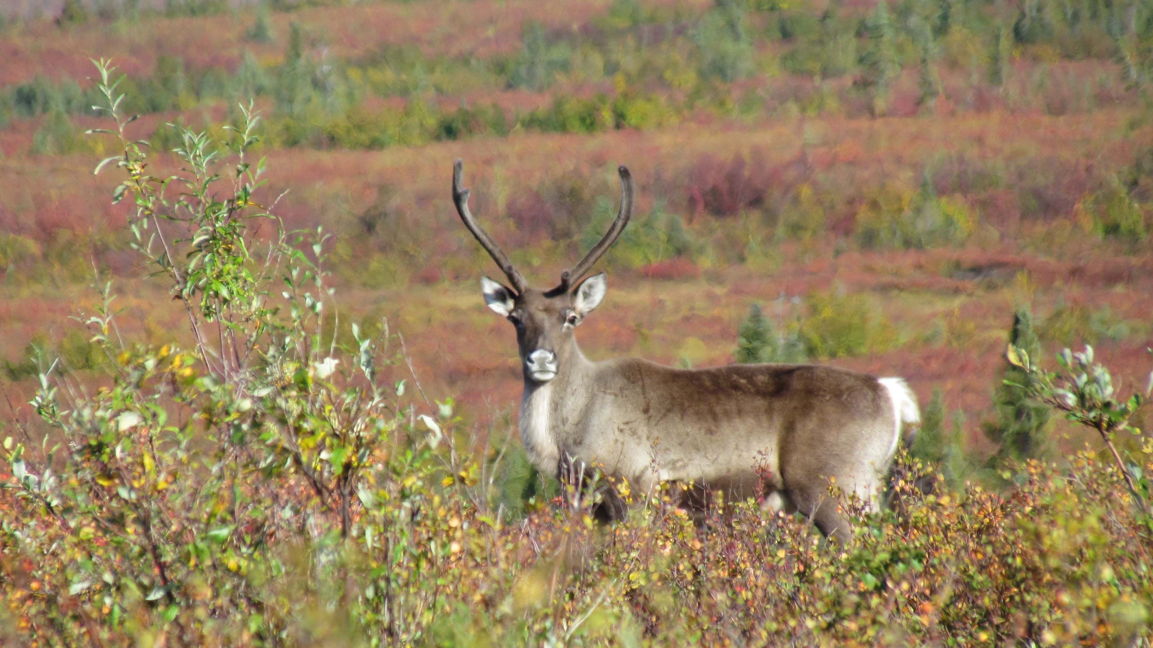 A single caribou of the 240,000+ strong Western Arctic herd on its fall migration south across Kobuk Valley National Park.