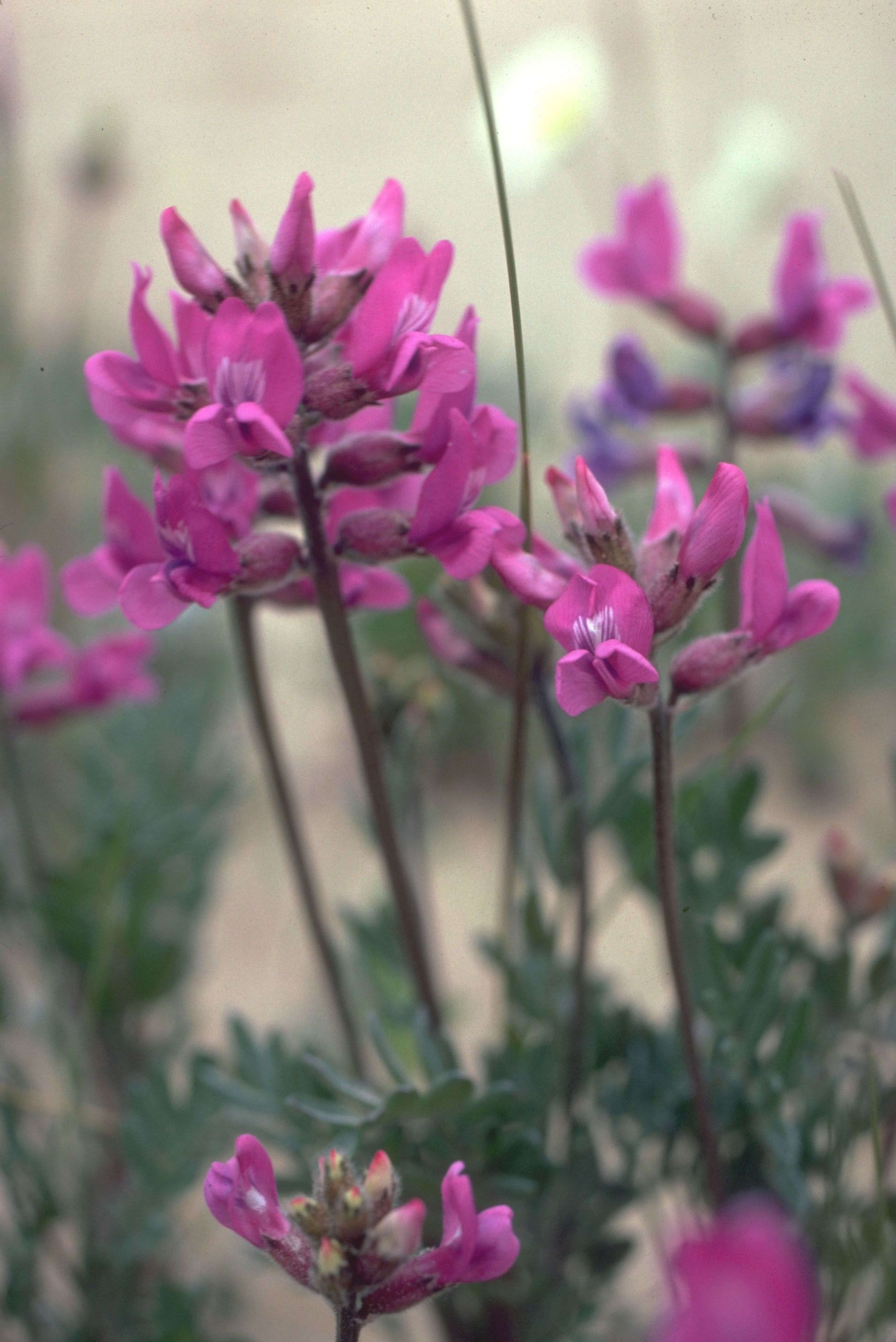 Oxytropis kobukensis (Kobuk Locoweed) is a member of the pea family and adds a splash of pink to the sand dunes. The blossoms have that typical pea/ bean flower shape that many gardeners know.