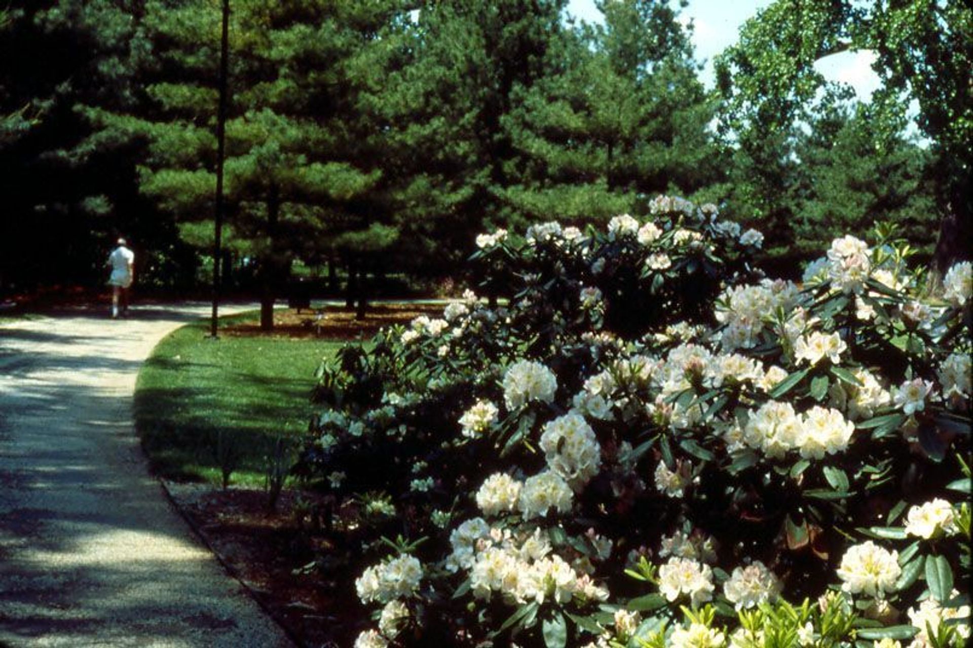 The grove come to life with blooming flowers in the Spring.