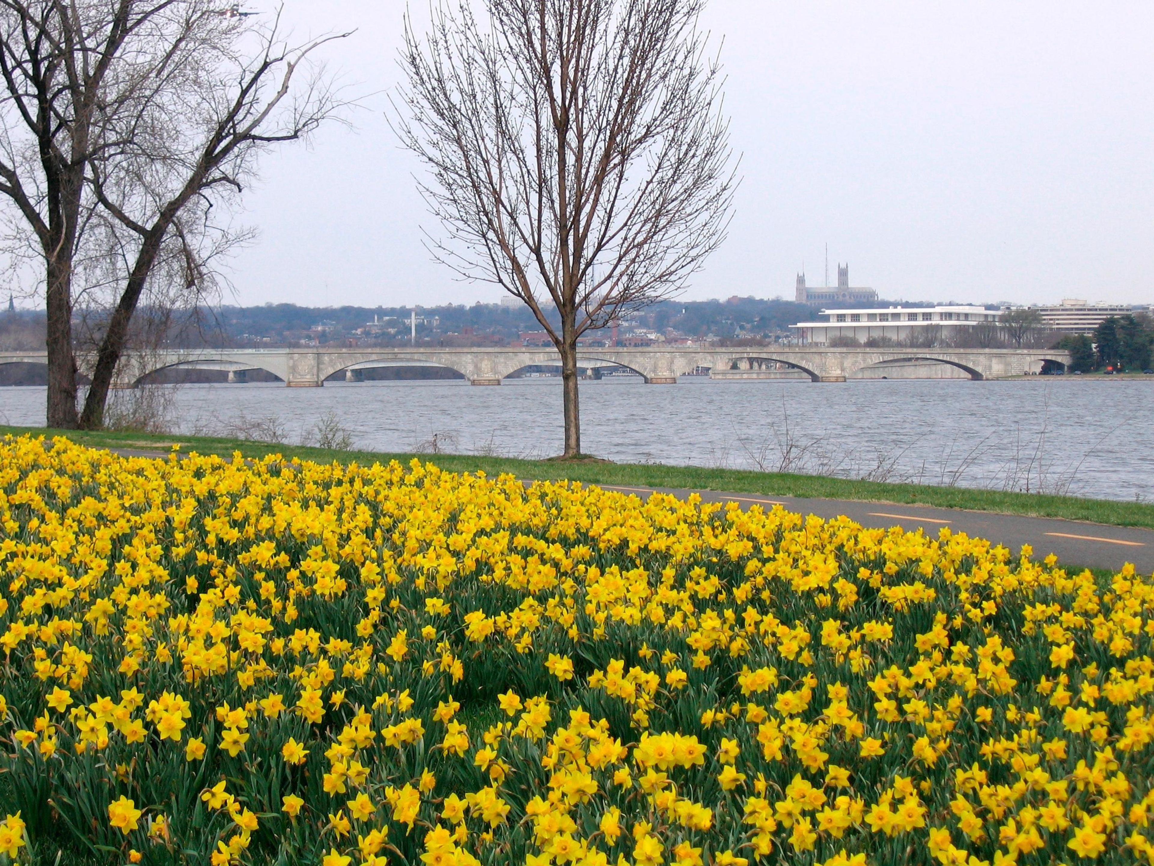 View of the Memorial Bridge and Potomac River from near the LBJ Memorial Grove.