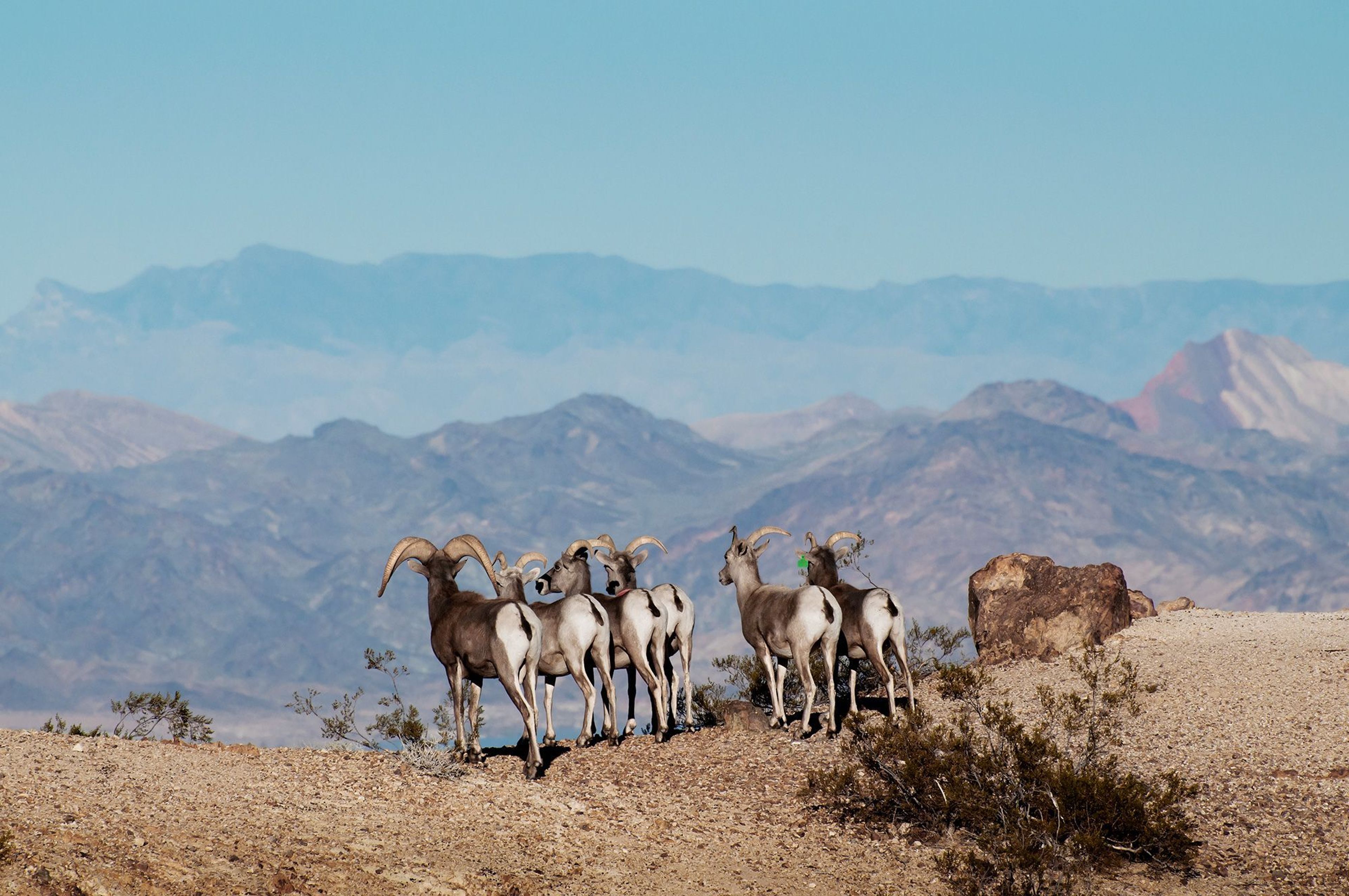 With wilderness comes wildlife. Bighorn sheep can be spotted at most areas of the park.