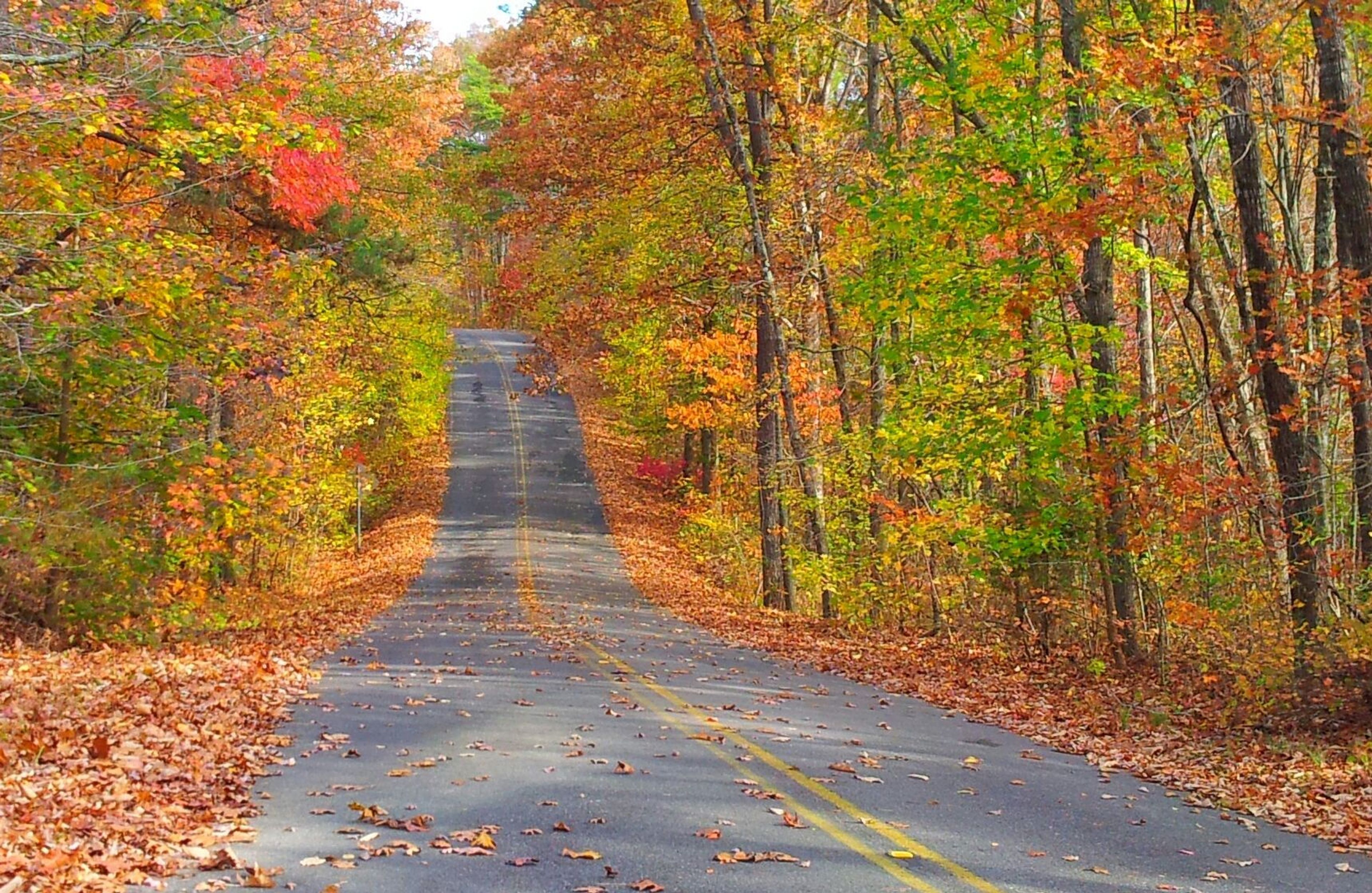 Scenic Drive (AL Hwy 176) in the Fall