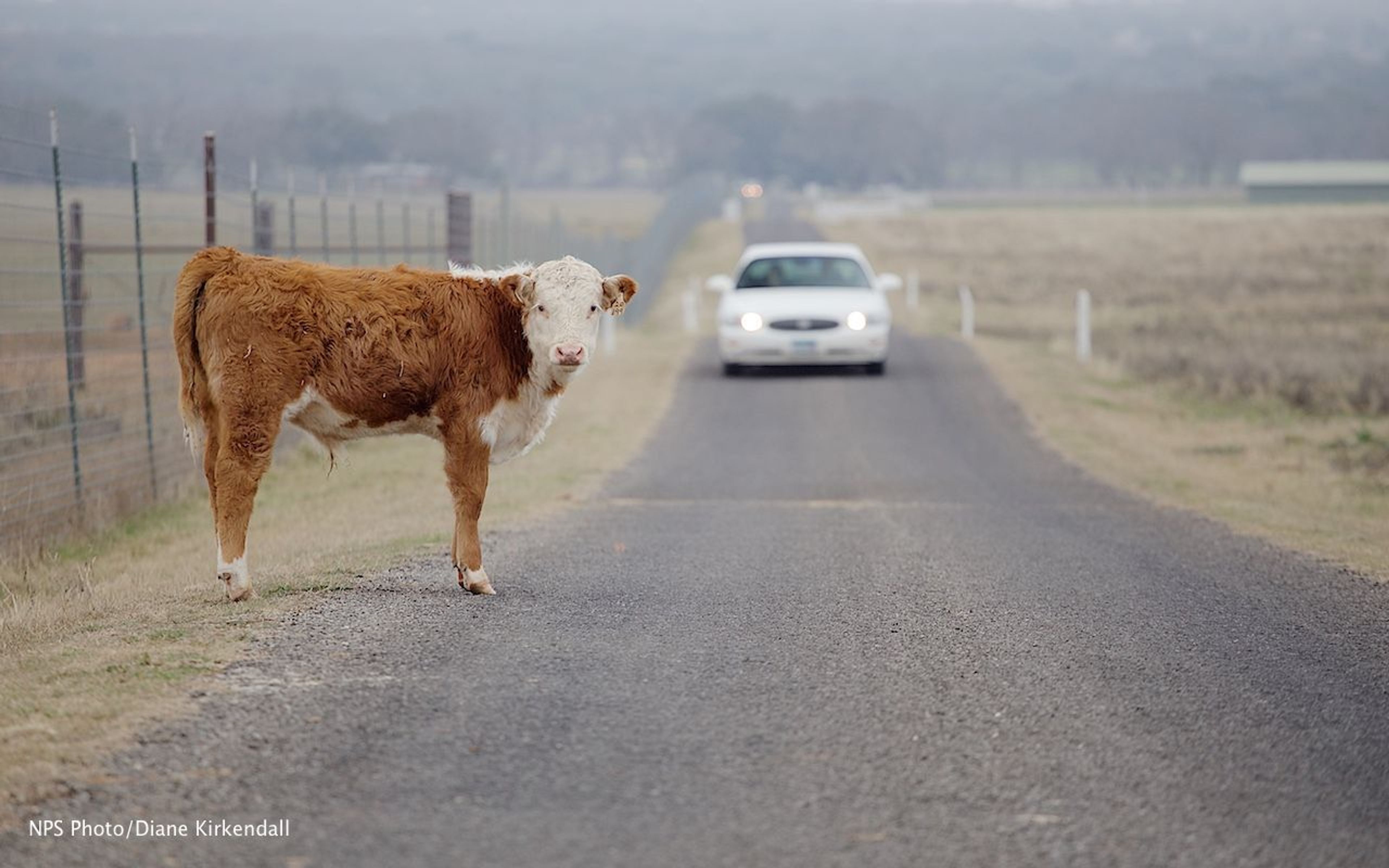 A park visitor meets one of the ranch's Hereford cattle while driving the tour route.