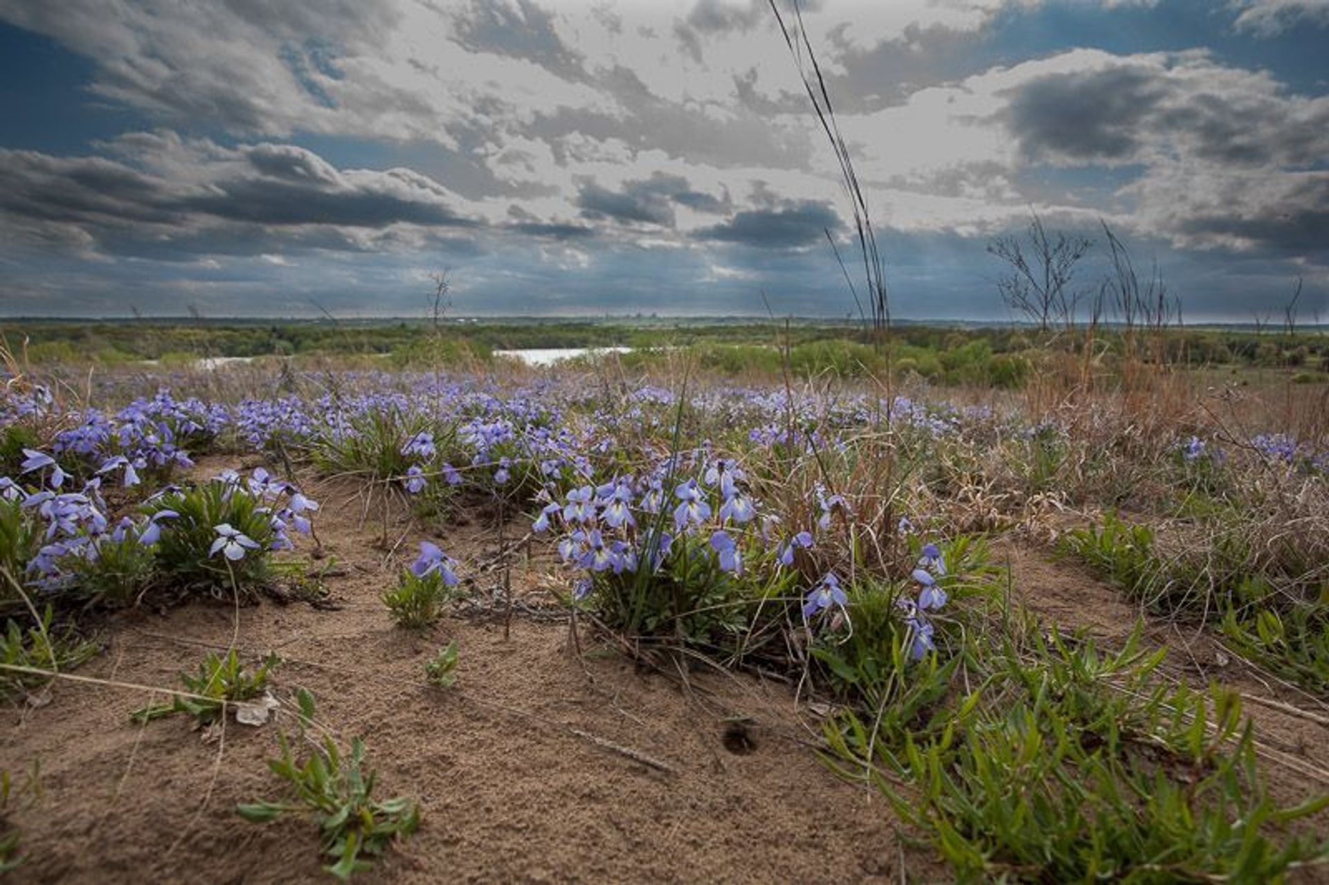 Storm clouds begin gathering over Grey Cloud Dunes Scientific and Natural Area