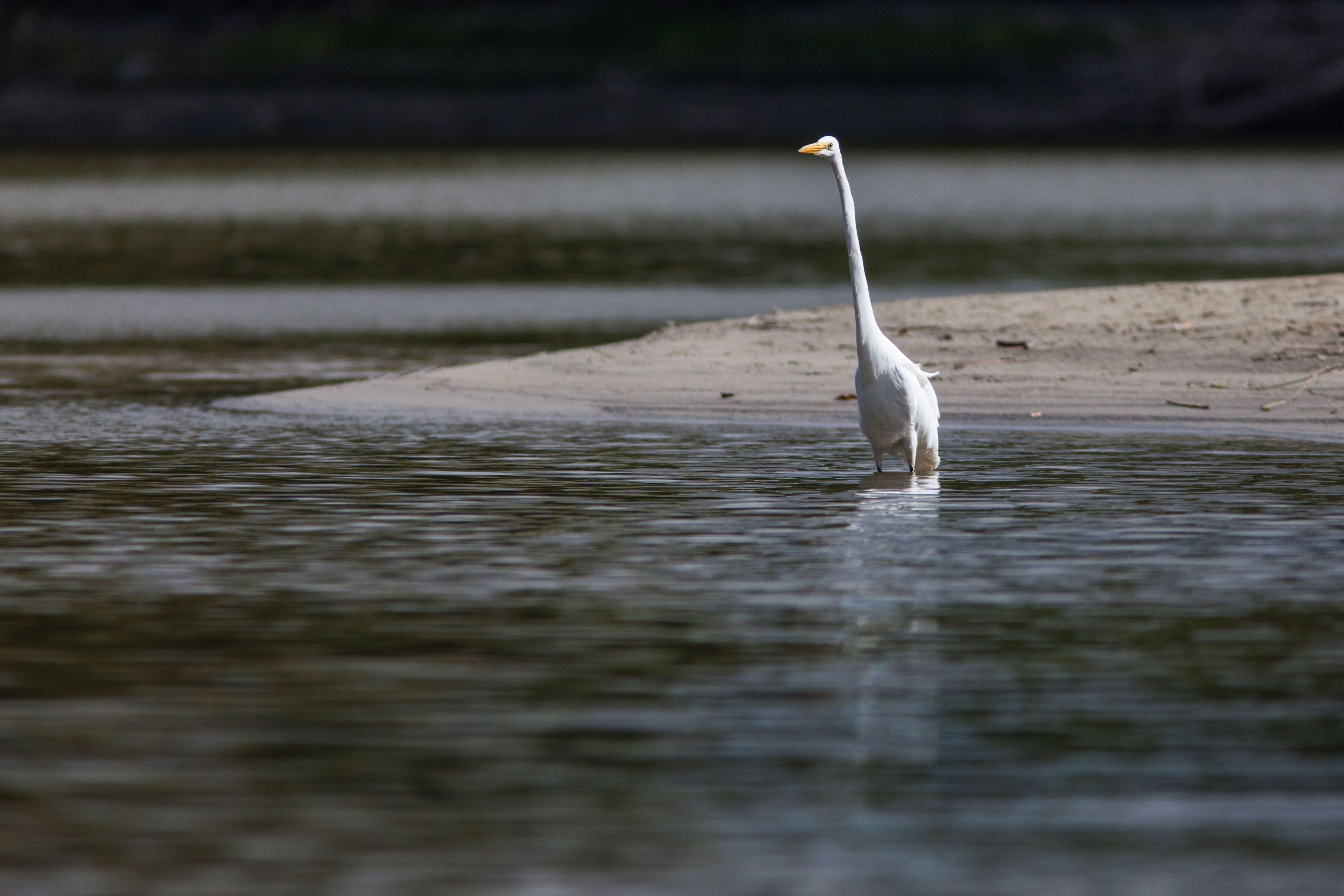 Wildlife is a common sight along the river.